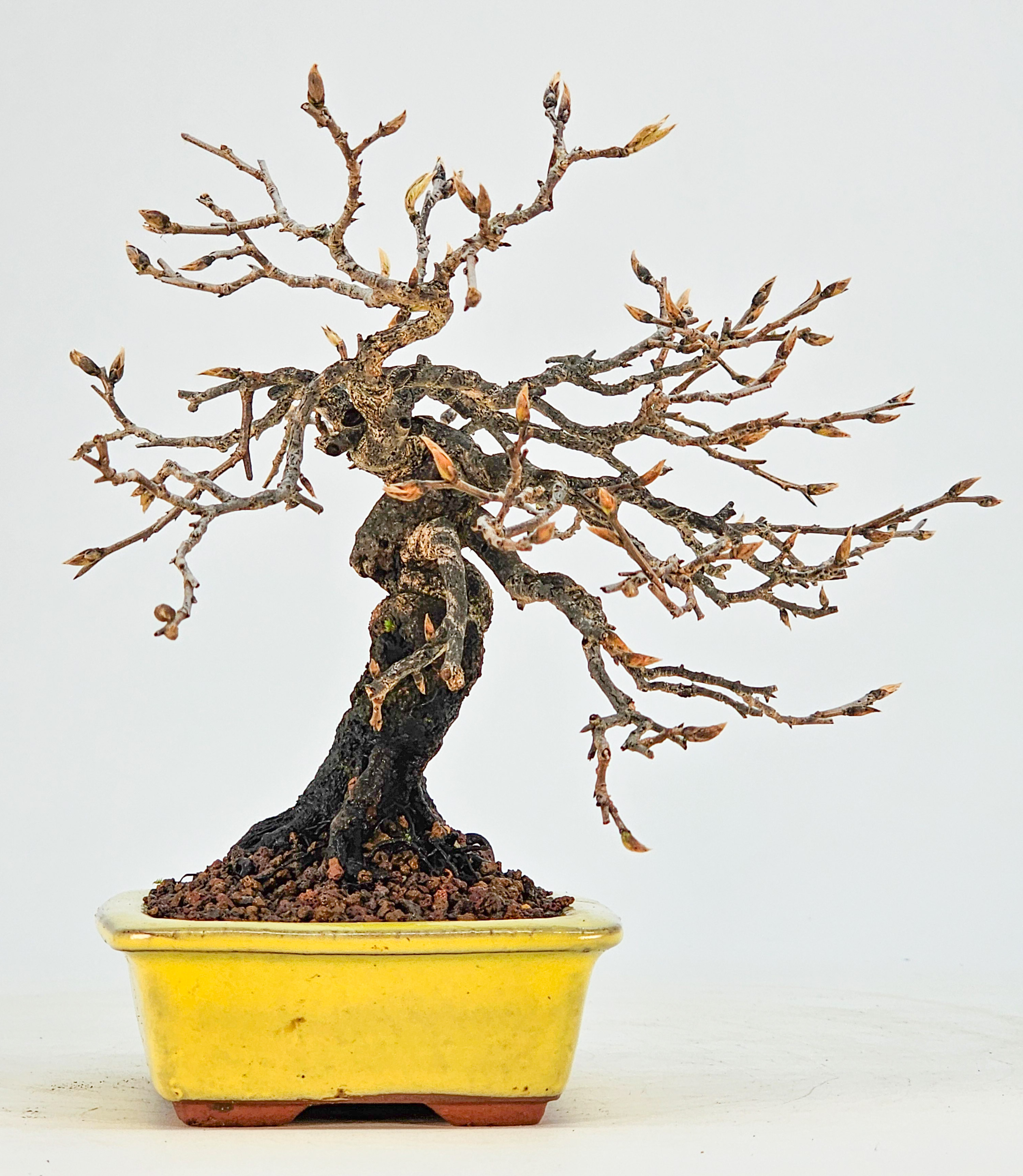 Bonsai Kakipflaume - Diospyros kaki Shohin 16cm