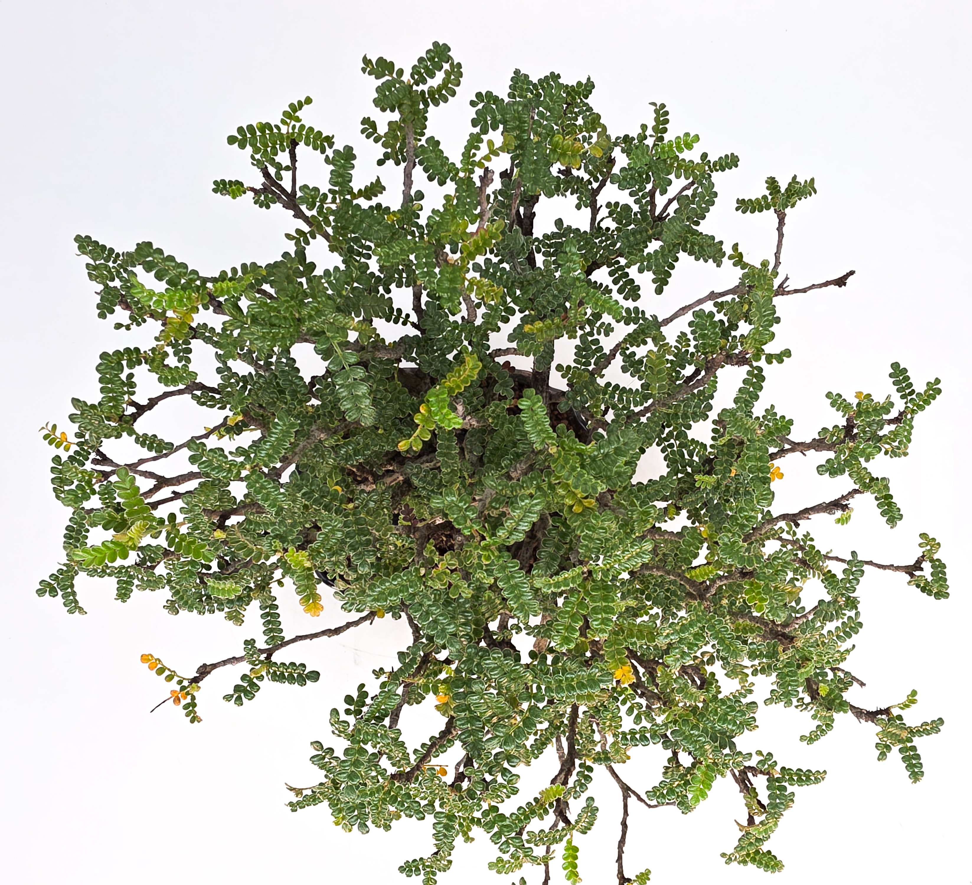 Bonsai Osteomeles anthyllidifolia Shohin 21cm