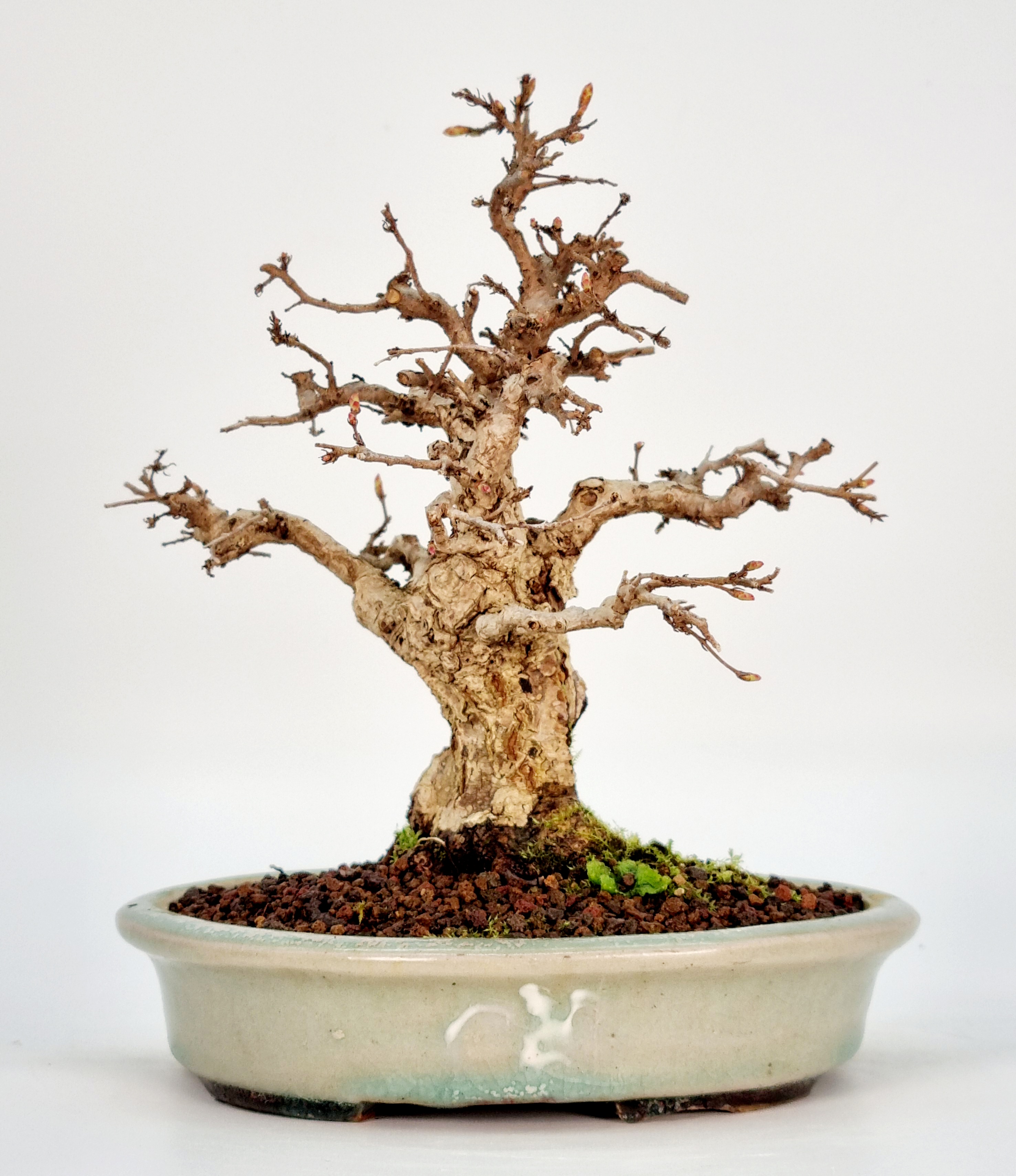 Bonsai Koreanische Hainbuche Carpinus coreana 18cm