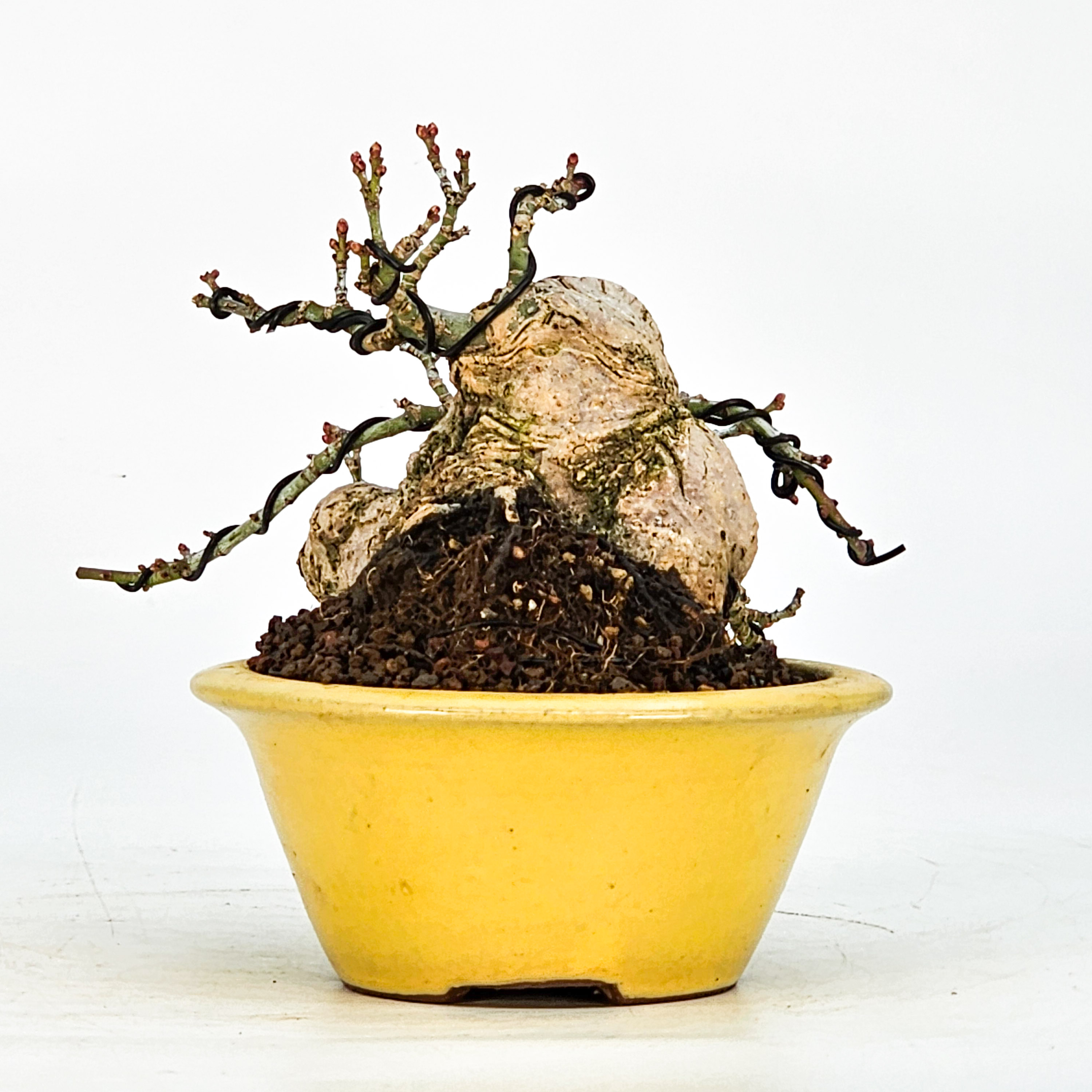 Bonsai Löwenkopfahorn- Acer palmatum Shishigashira Shohin 9cm