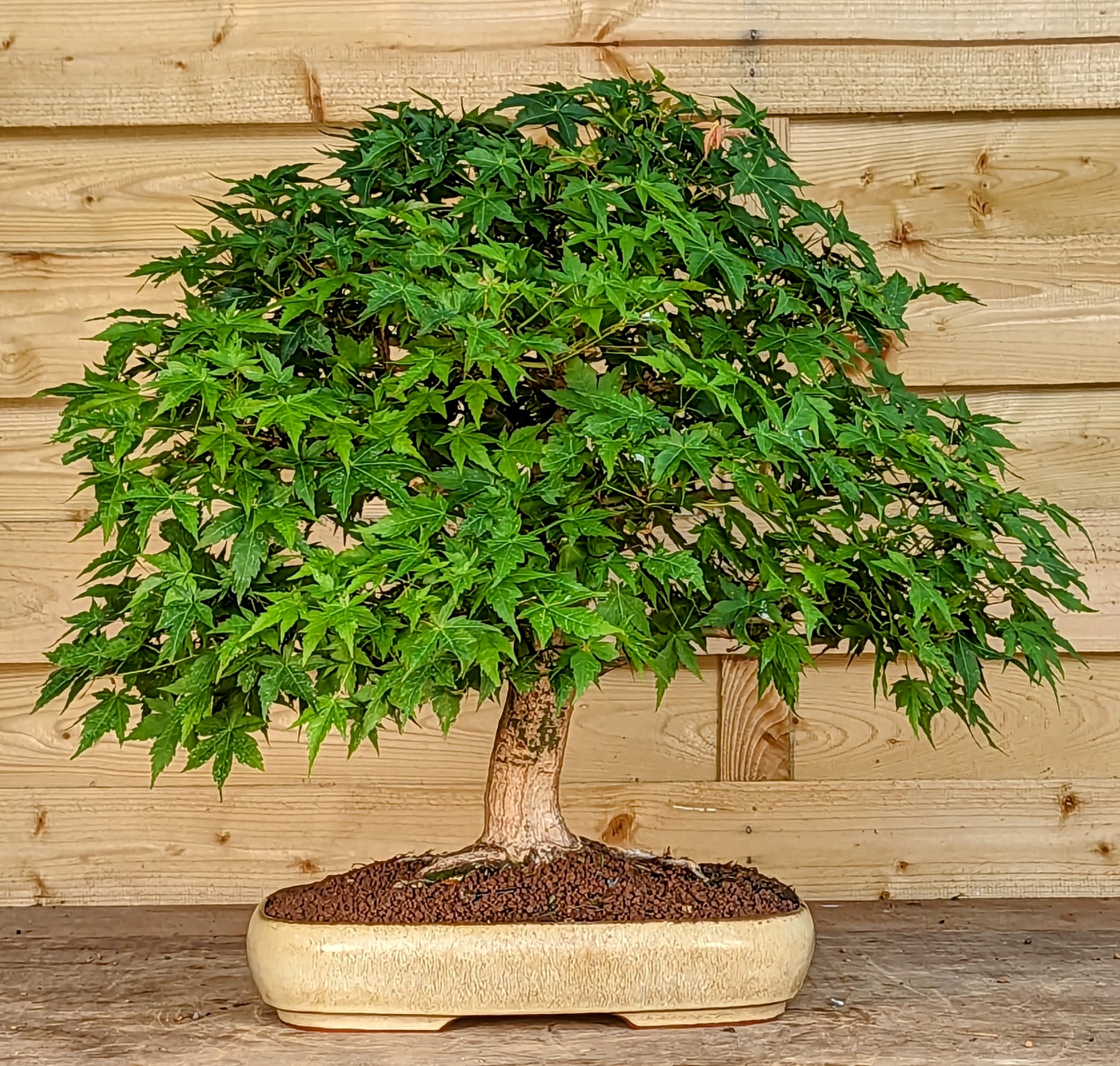 Bonsai Fächerahorn Acer palmatum 42cm 