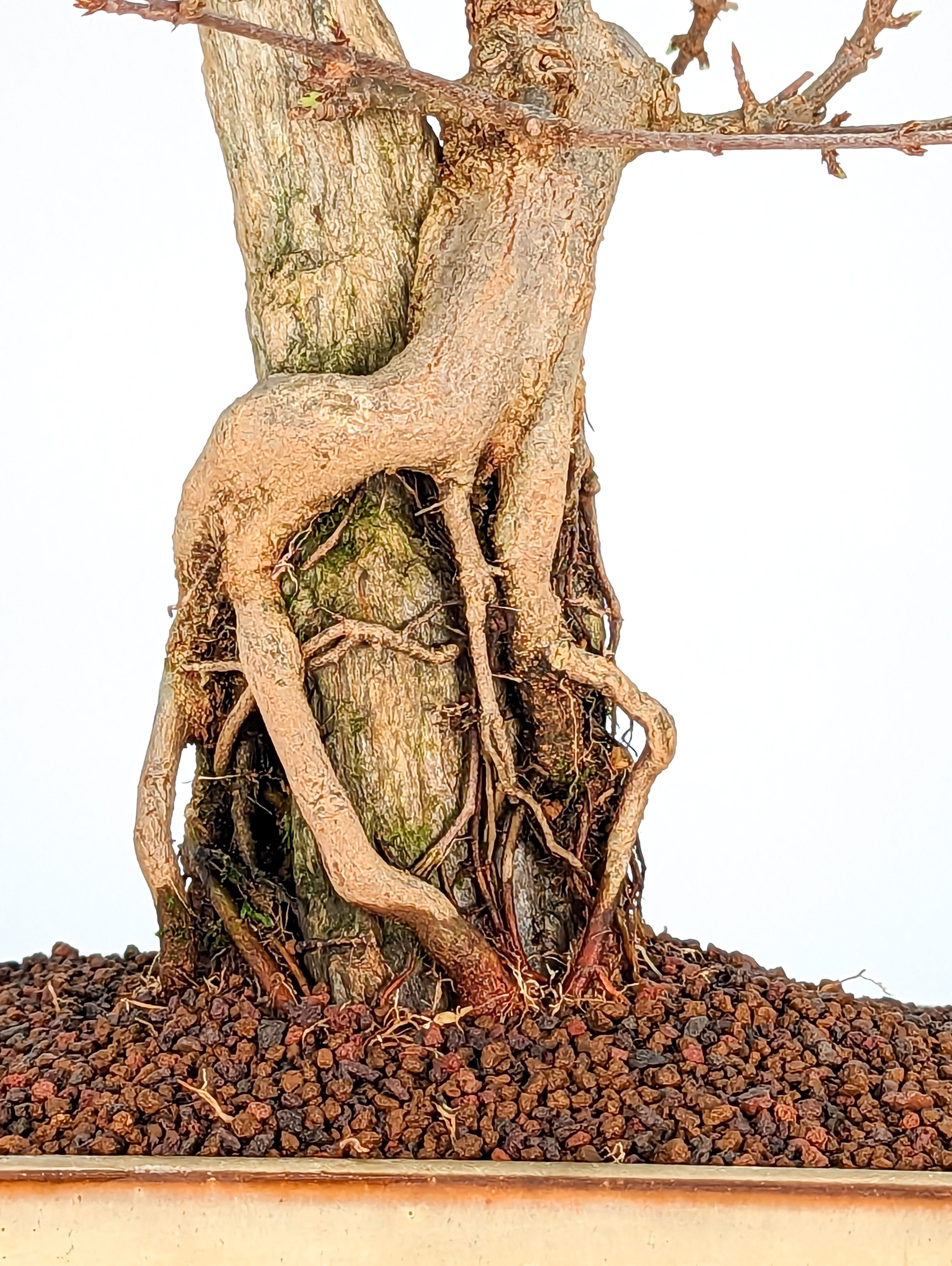 Bonsai Dreispitzahorn über Stein Ishizuki - Acer buergerianum 26cm Bonsai Dreispitzahorn über Stein Ishizuki - Acer buergerianum 26cm