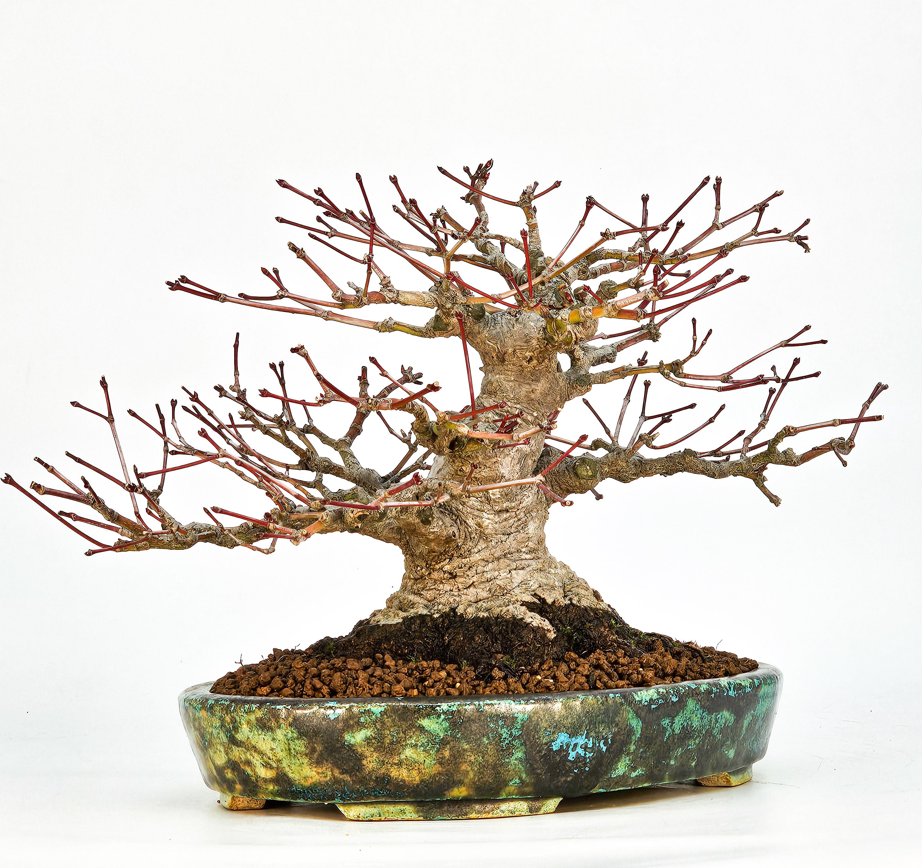 Bonsai Fächerahorn - Acer palmatum Shohin 18cm Video!! Bonsai Fächerahorn - Acer palmatum Shohin 18cm Video!!