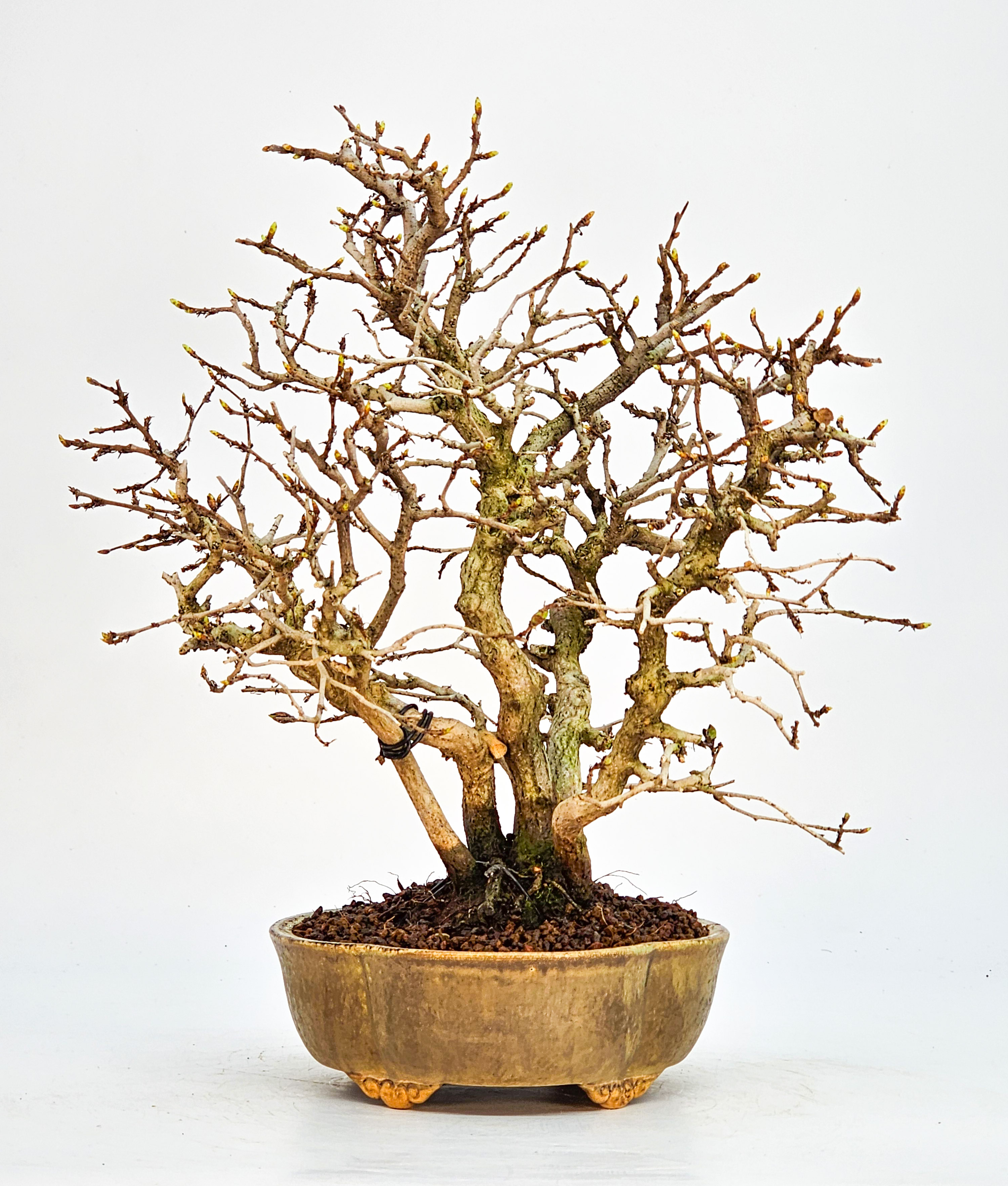 Bonsai Koreanische Hainbuche Carpinus coreana 23cm