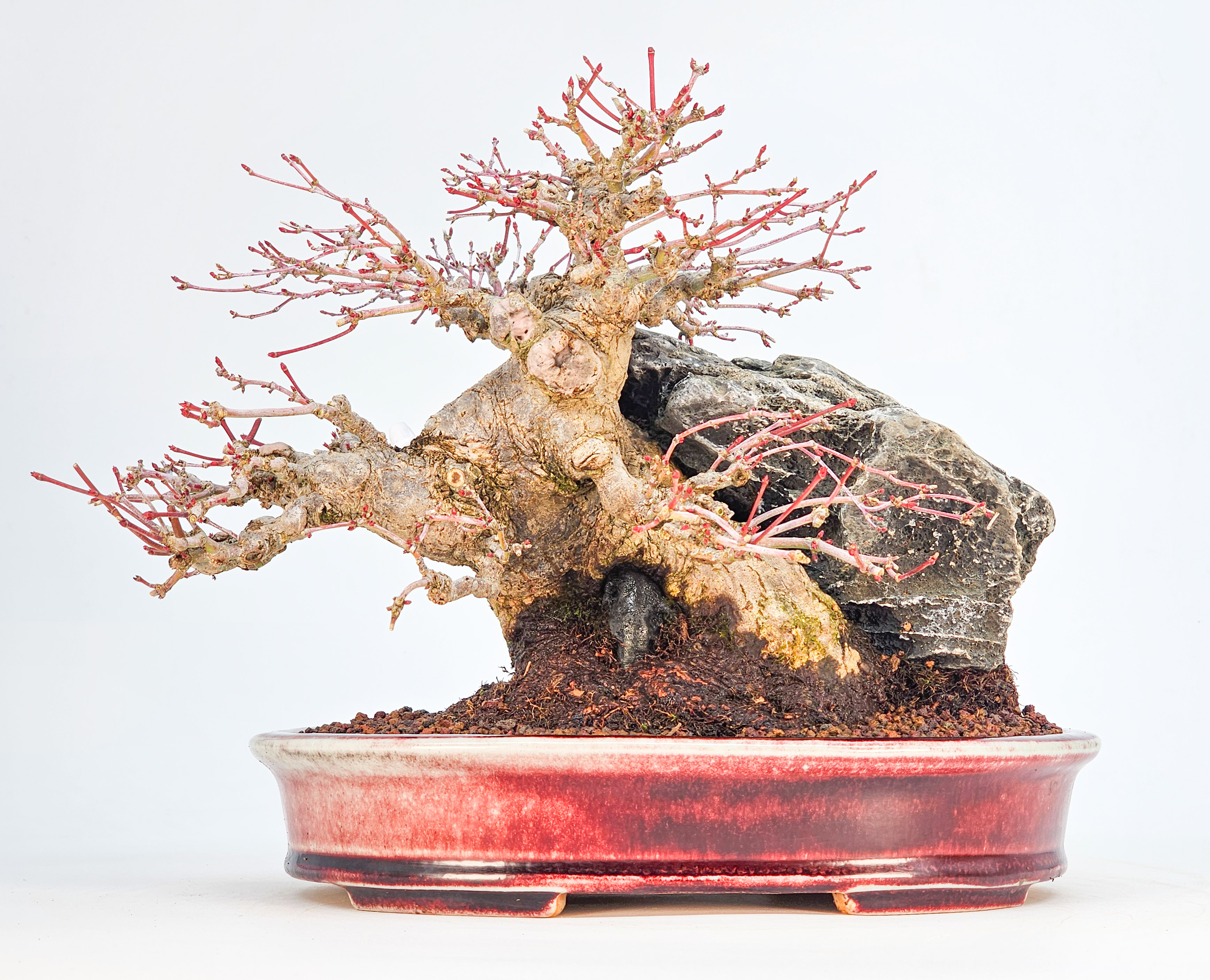 Bonsai Premium Fächerahorn - Acer palmatum Ishizuki Shohin 21cm