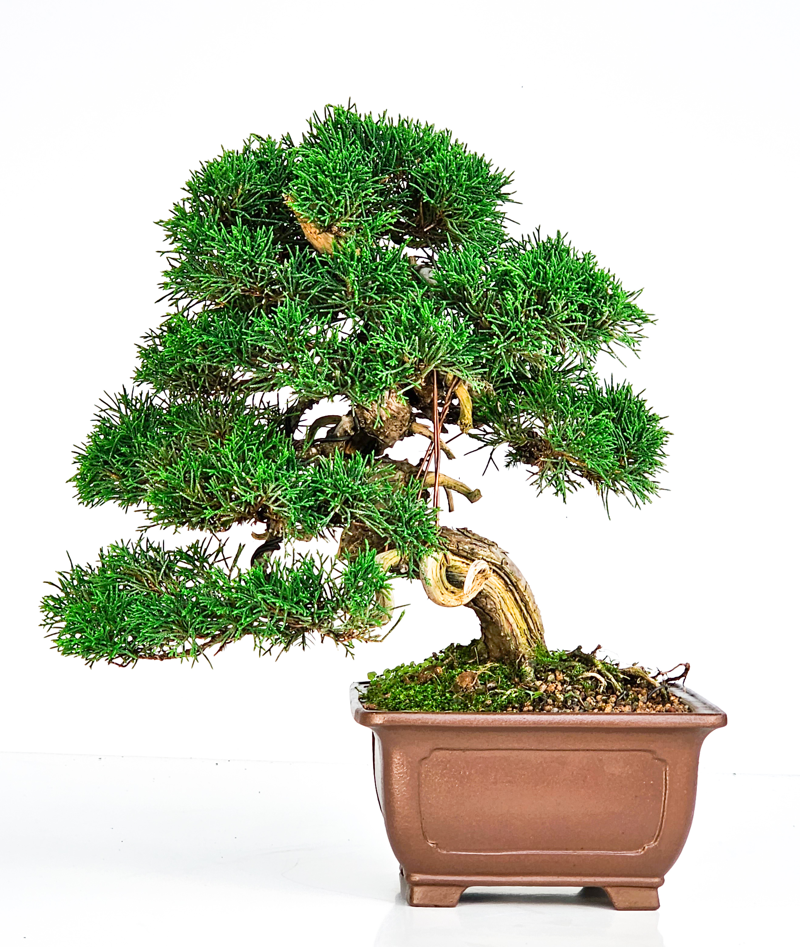 Bonsai Wacholder Juniperus Itoigawa 29cm 