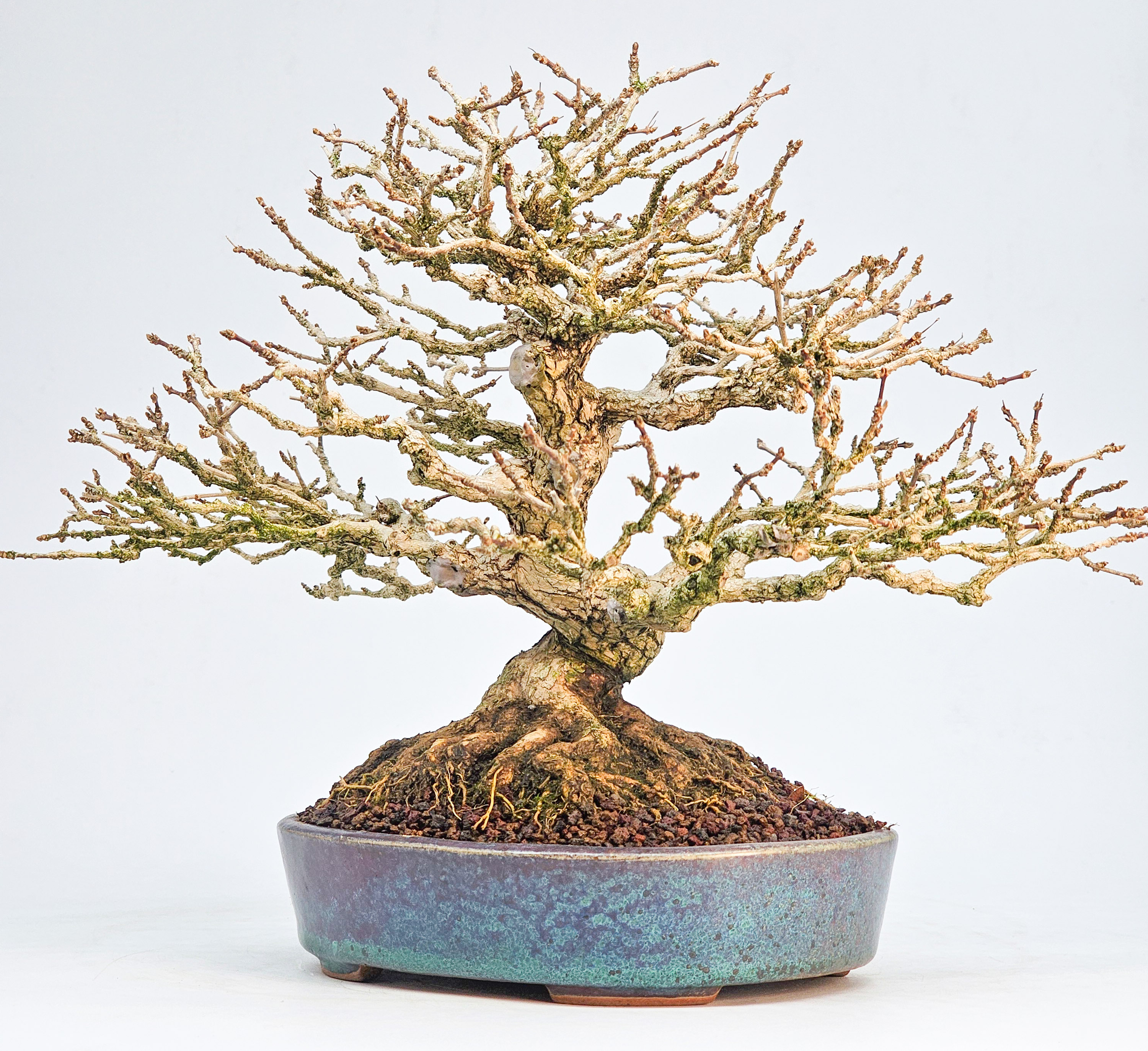 Bonsai Premium Duftahorn - Premna japonica Shohin 20cm 
