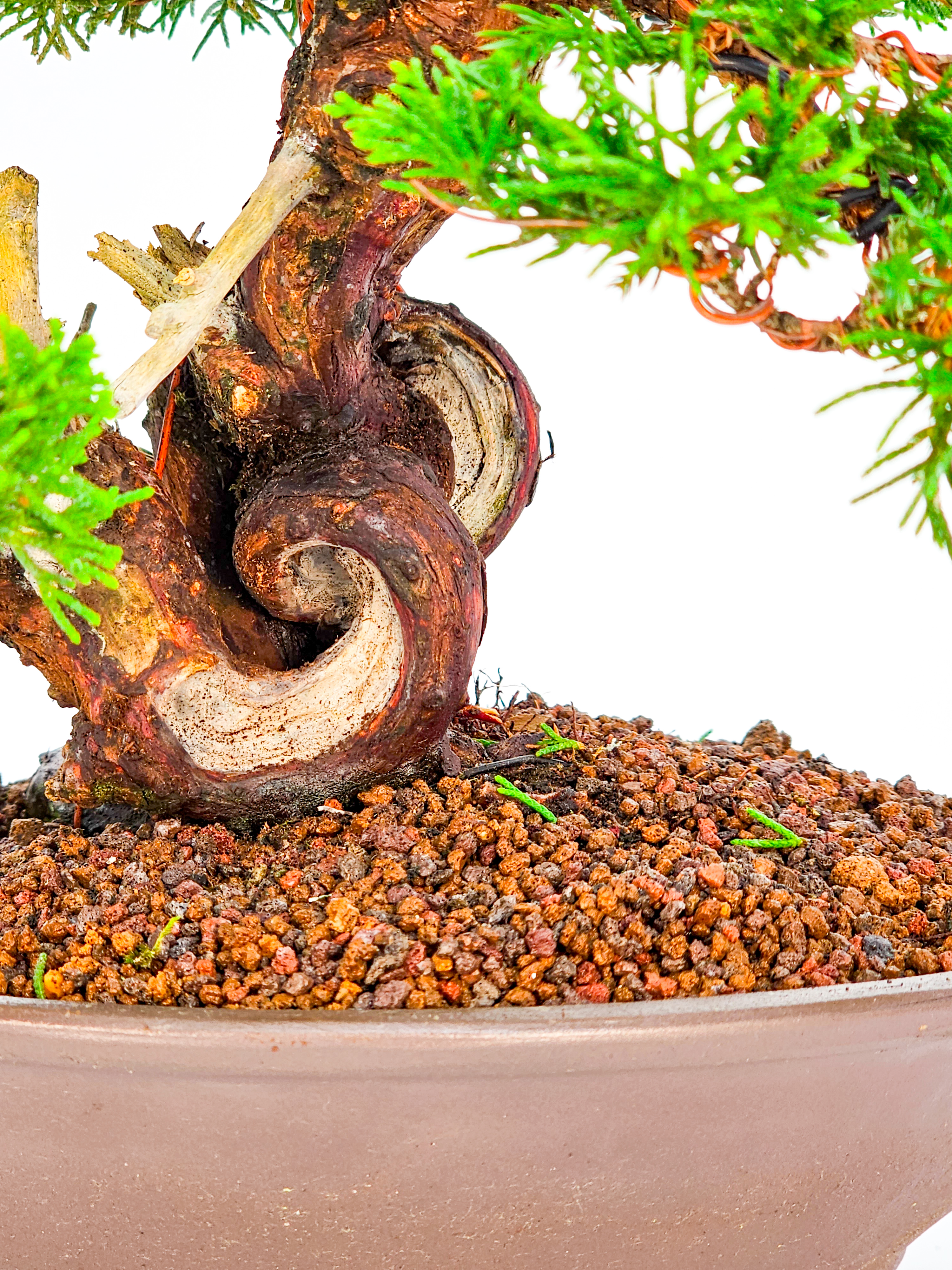 Bonsai Wacholder - Juniperus chinensis 23cm   