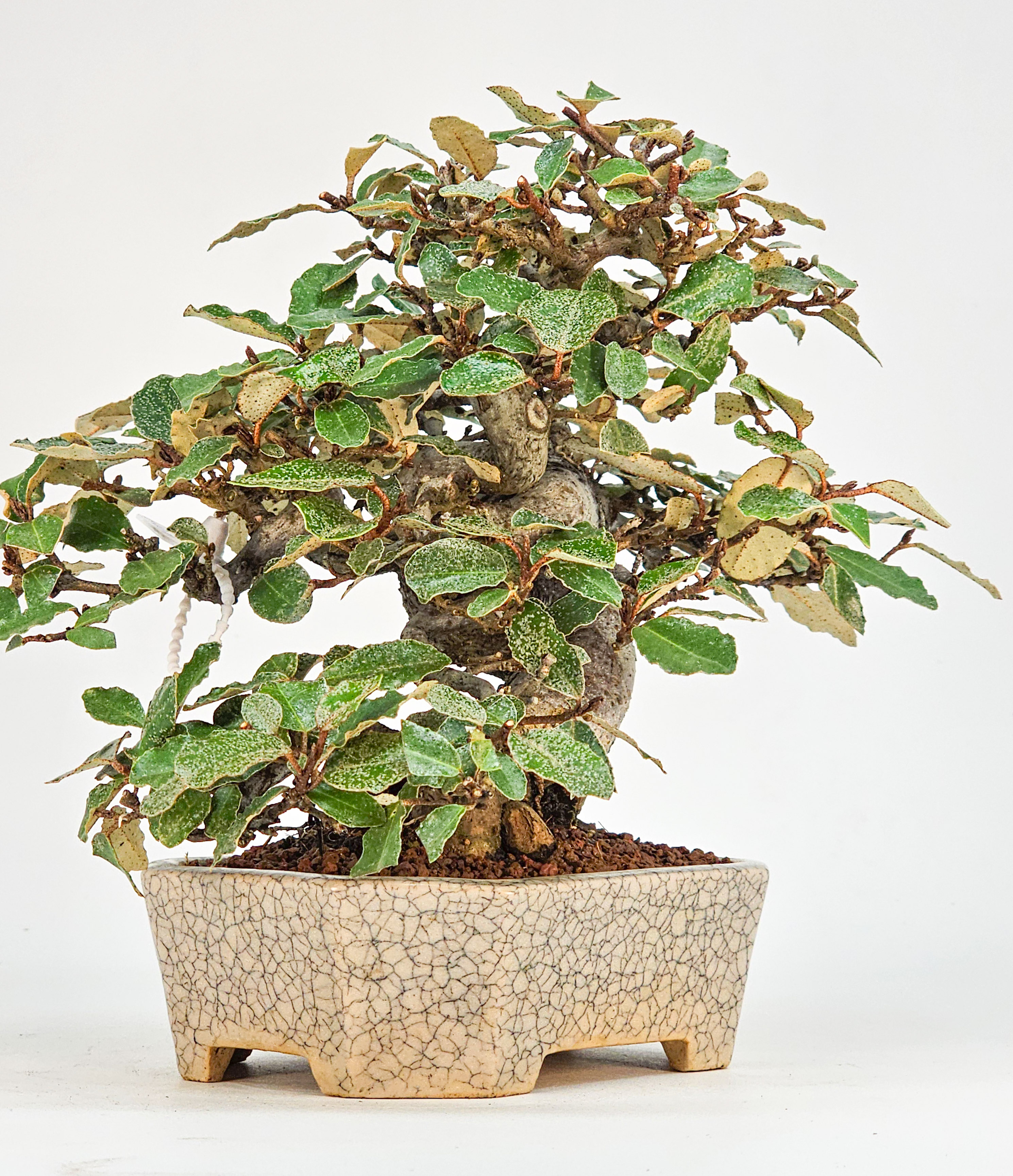 Bonsai Ölweide - Elaeagnus pungens Shohin 17cm