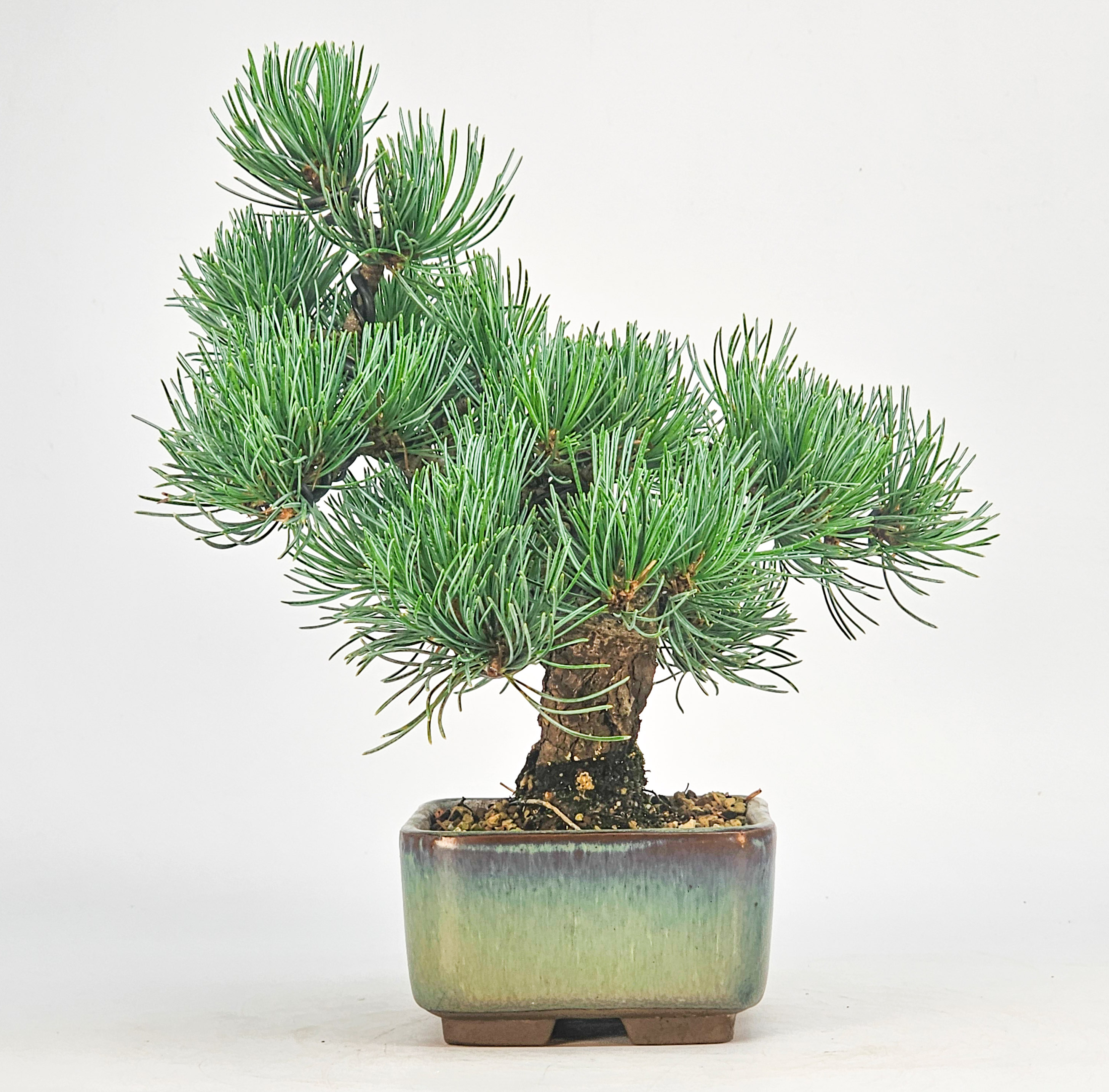 Bonsai Pinus parviflora - Mädchenkiefer Shohin 17cm 