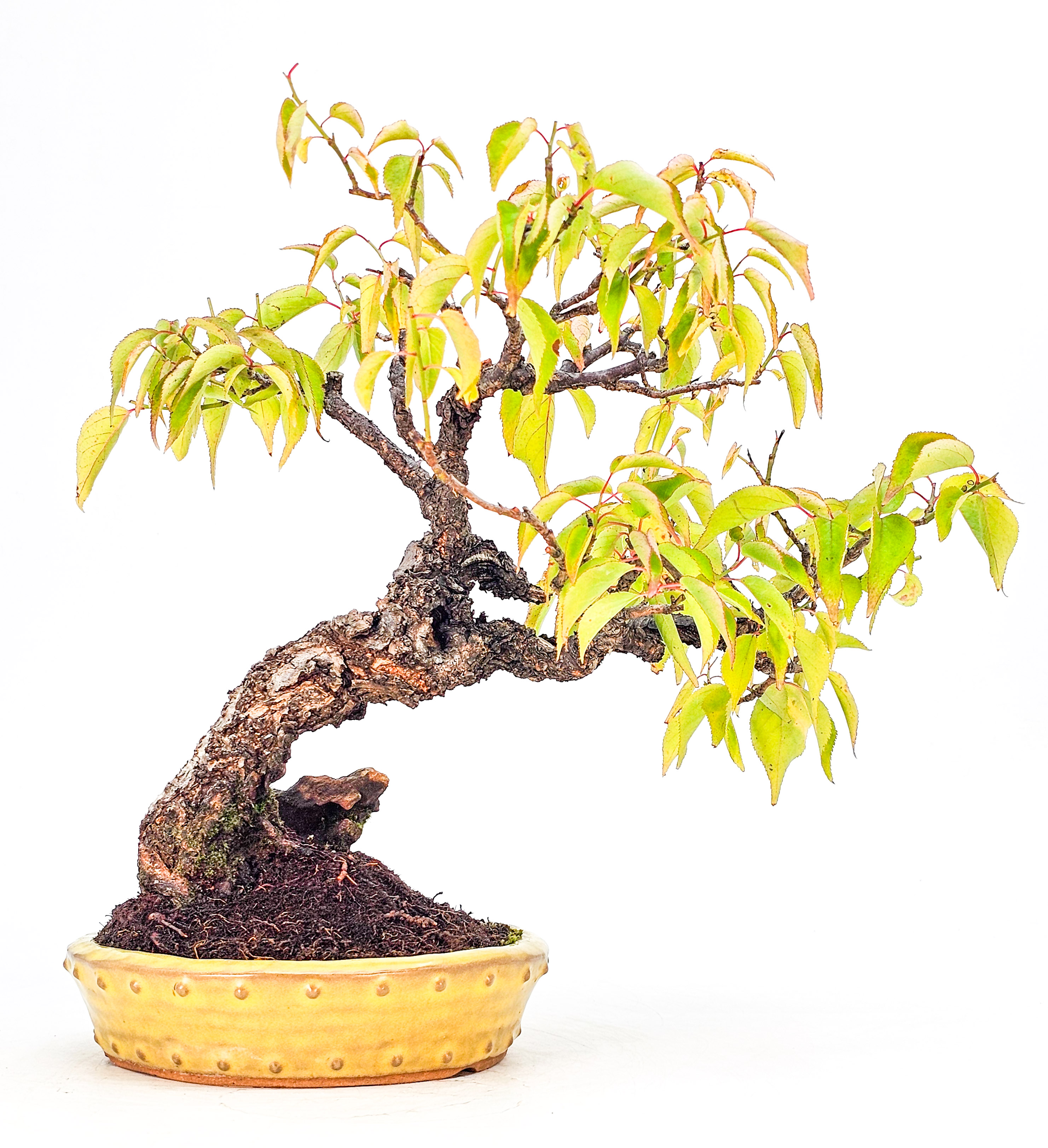 Bonsai Japanische Aprikose, Prunus mume Shohin 18cm  