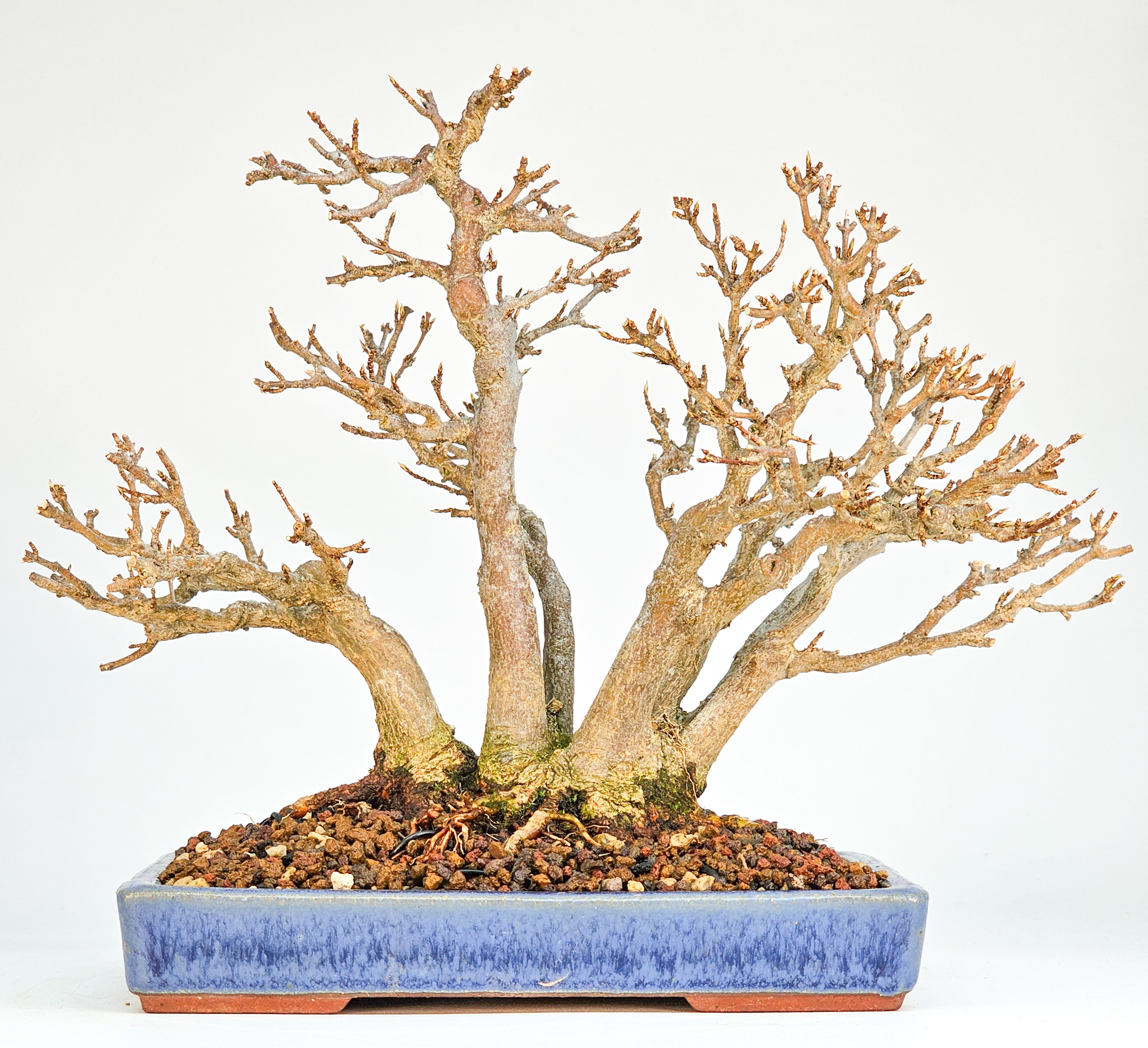 Bonsai Dreispitzahorn - Acer buergerianum Shohin 17cm