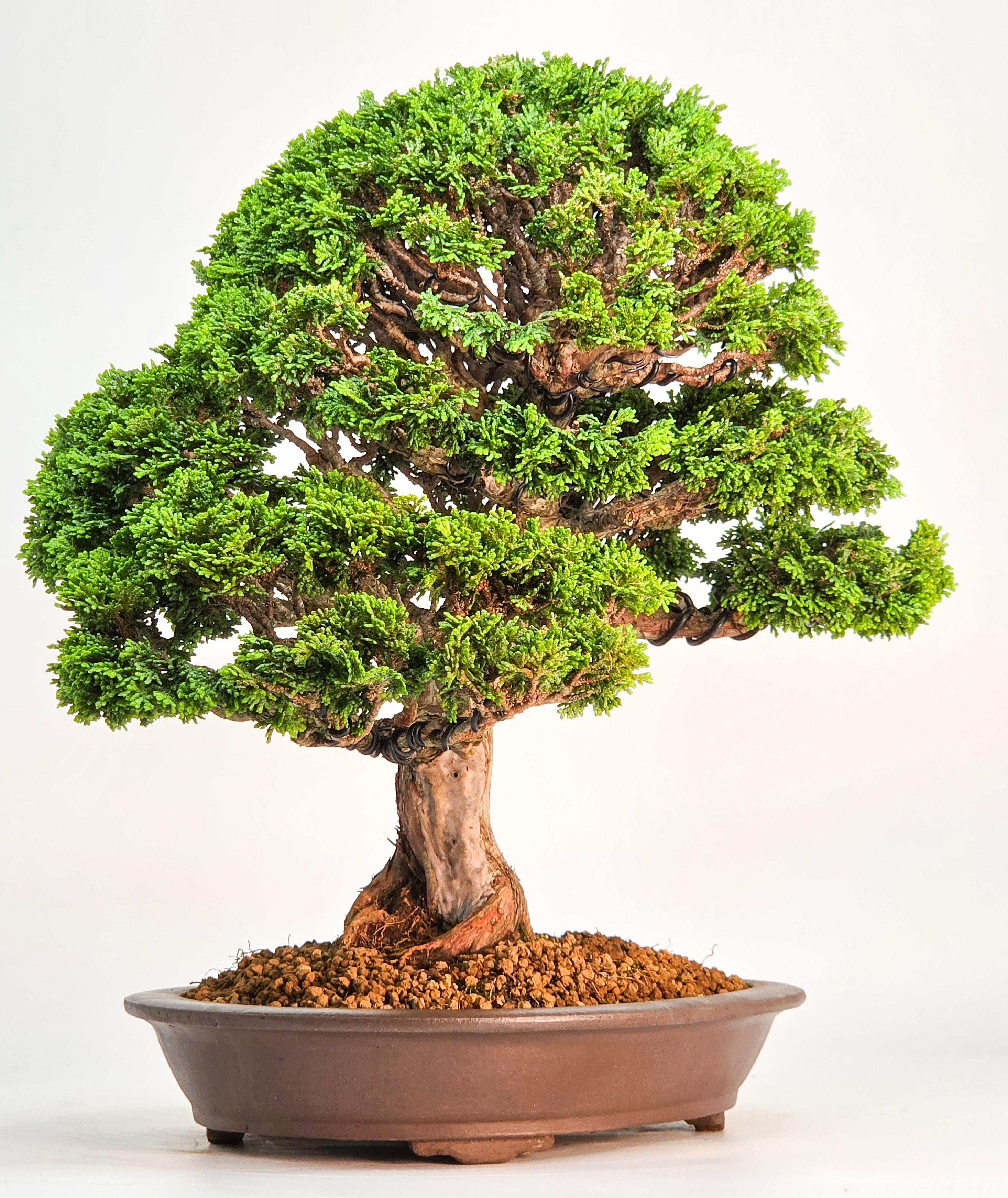 Bonsai Muschelzypresse - Chamaecyparis obtusa 30cm
