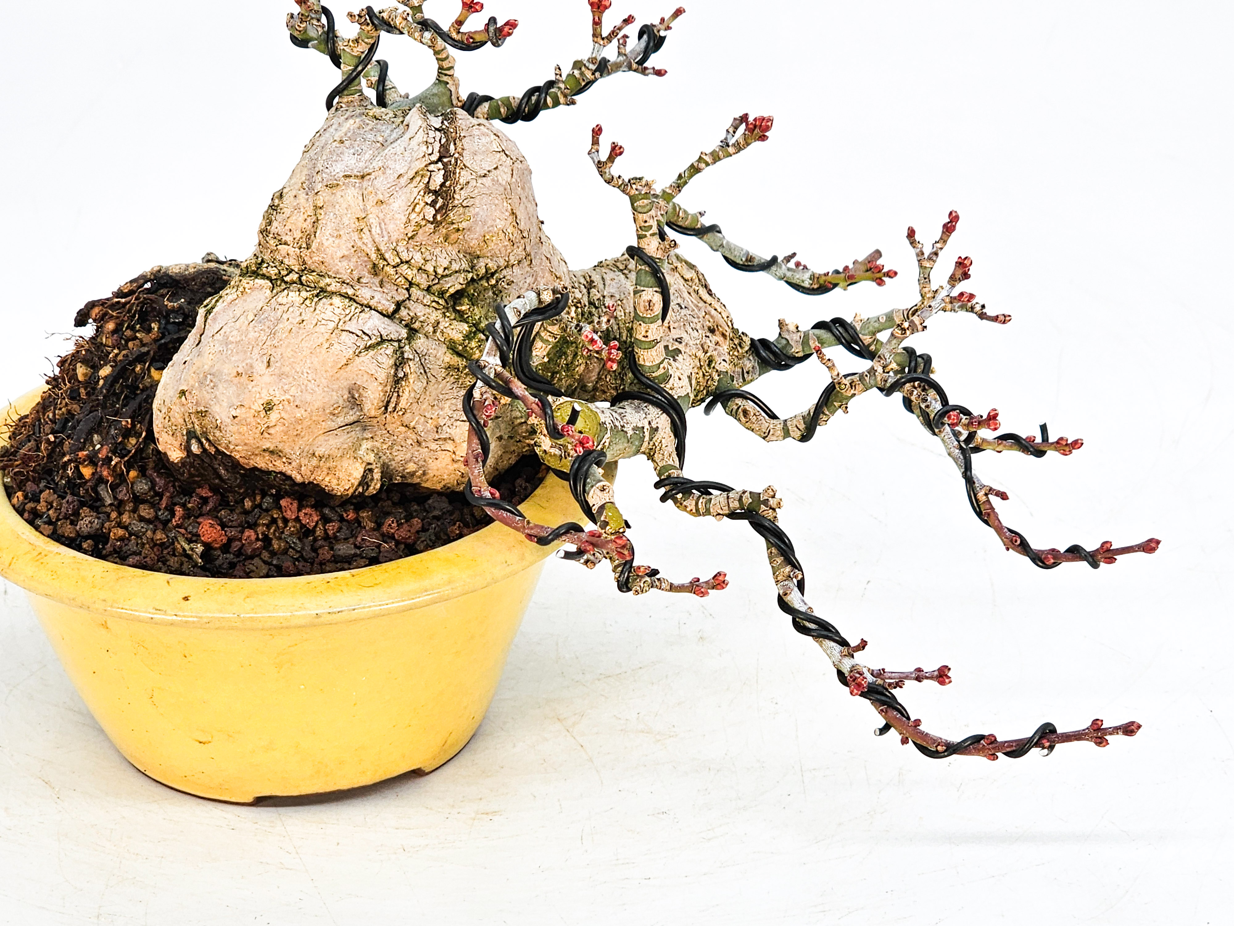 Bonsai Löwenkopfahorn- Acer palmatum Shishigashira Shohin 9cm
