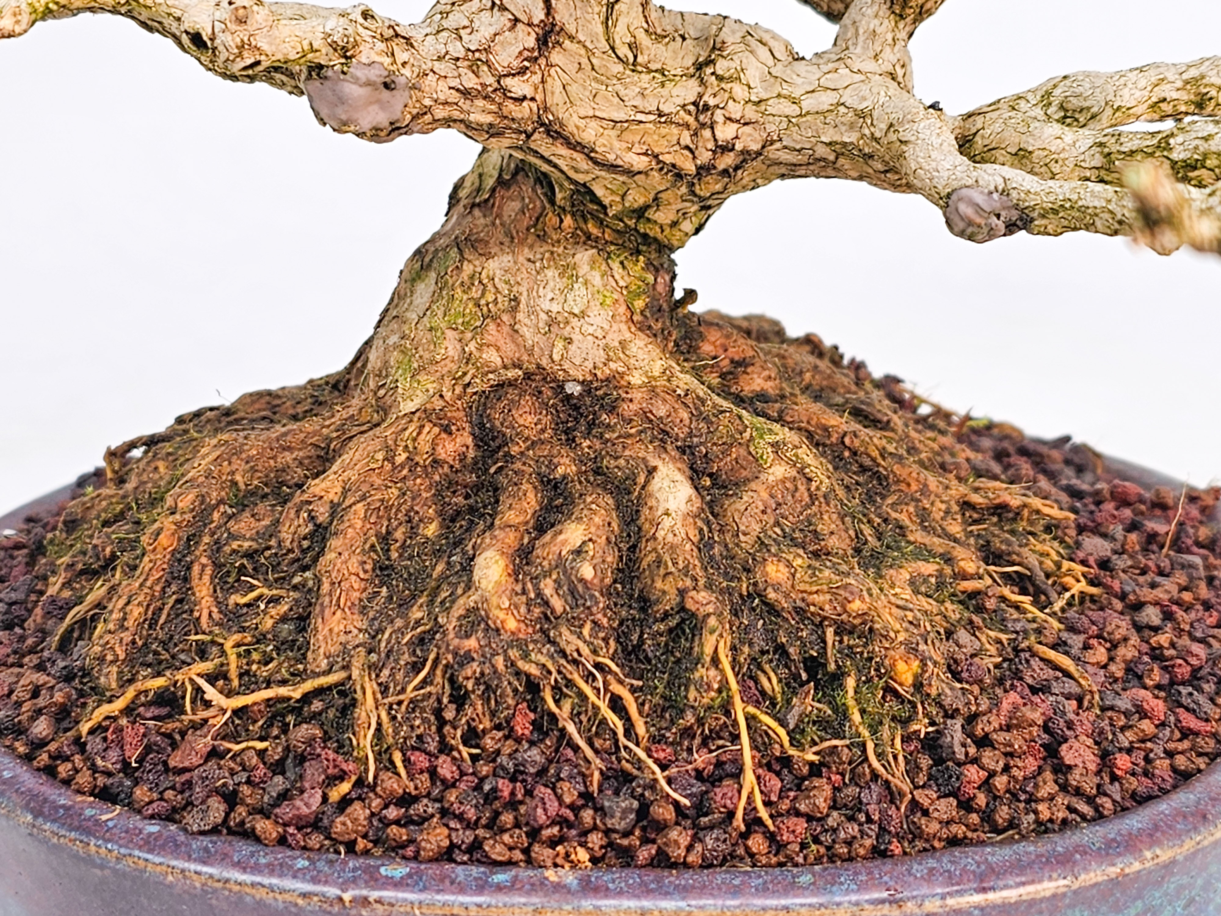 Bonsai Premium Duftahorn - Premna japonica Shohin 20cm 