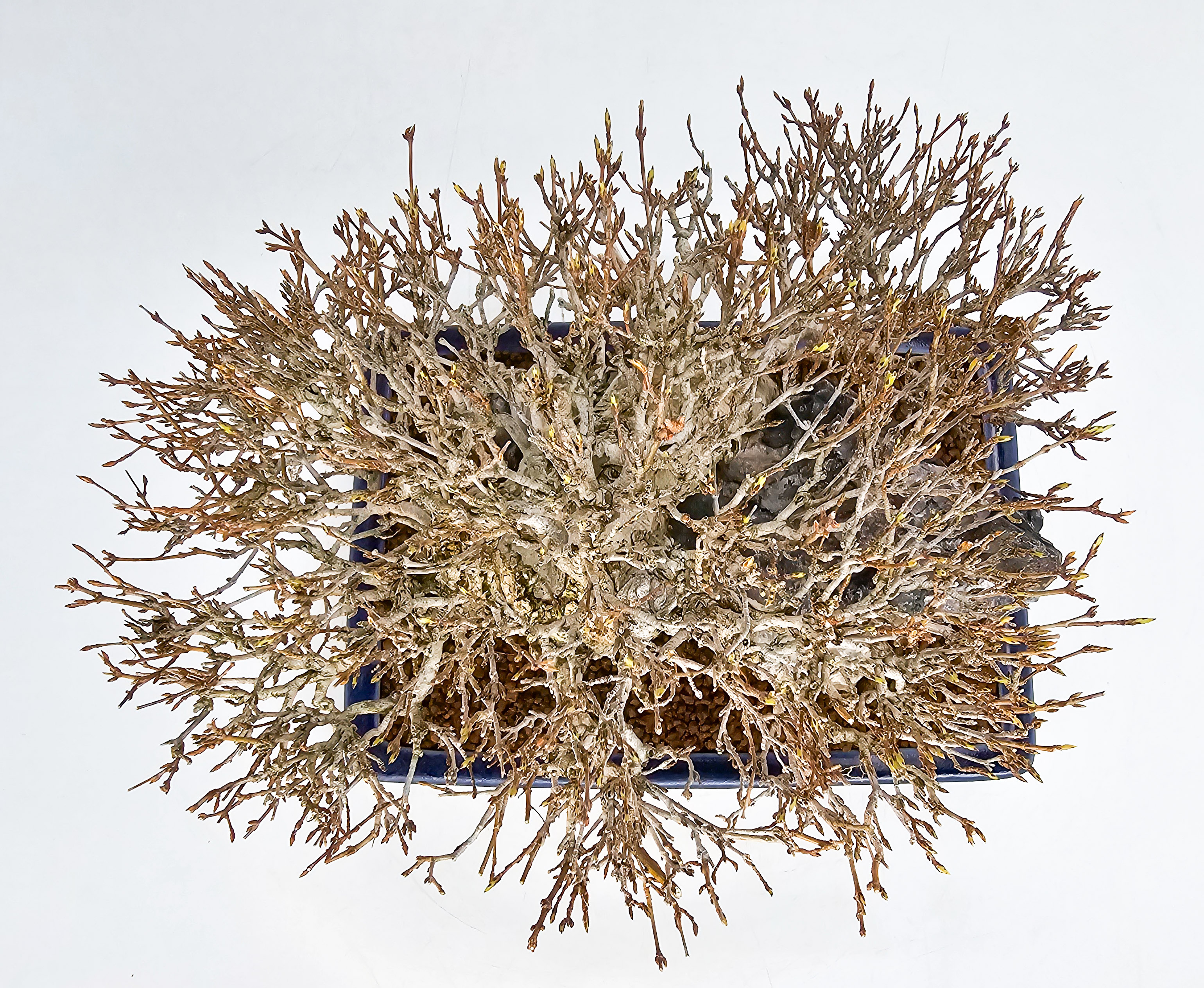Bonsai Dreispitzahorn - Acer buergerianum Ishizuki 25cm Video!! Bonsai Dreispitzahorn - Acer buergerianum Ishizuki 25cm Video!!