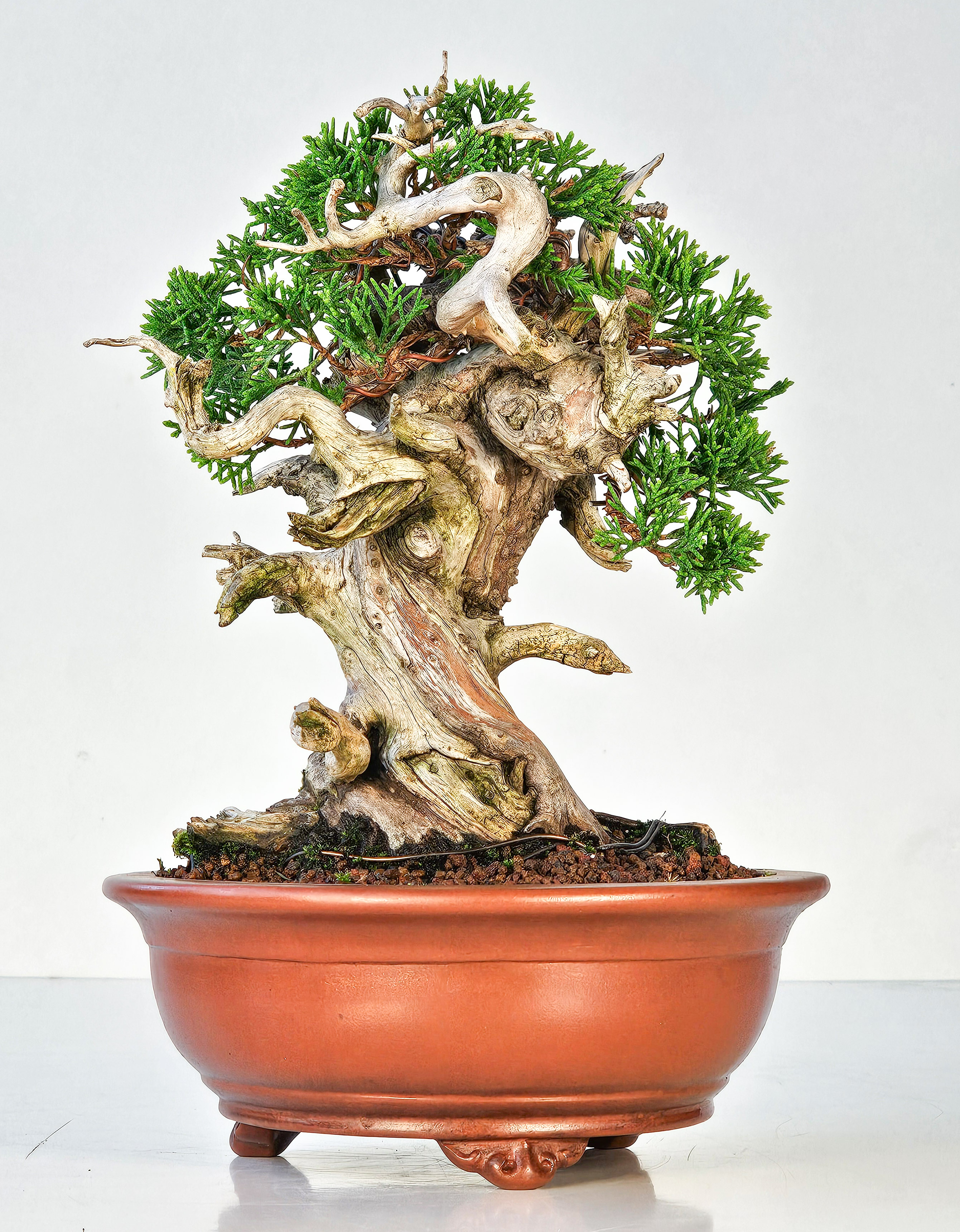 Bonsai Wacholder Juniperus Itoigawa Shohin 18cm 