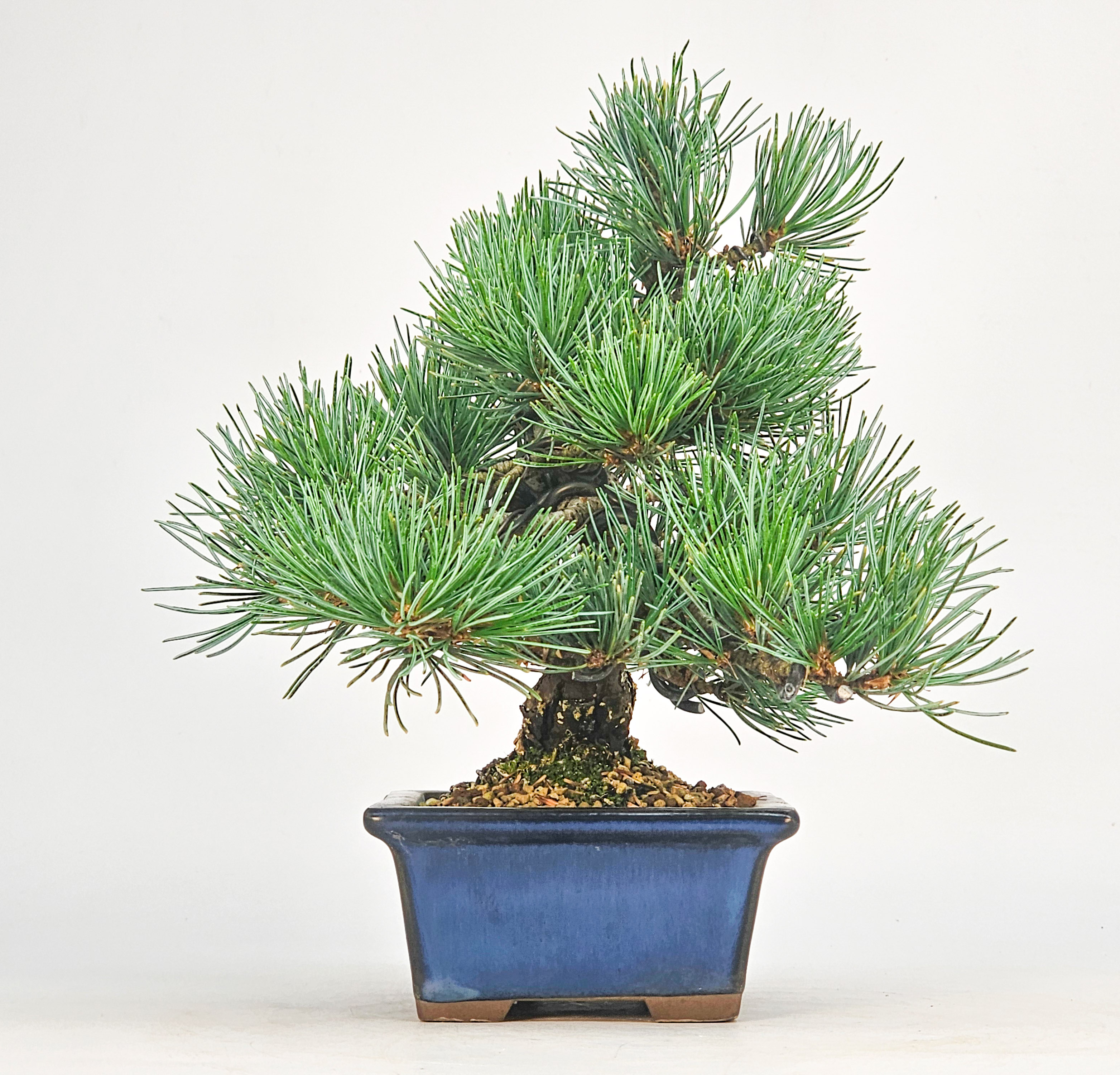 Bonsai Pinus parviflora - Mädchenkiefer Shohin 16,5cm