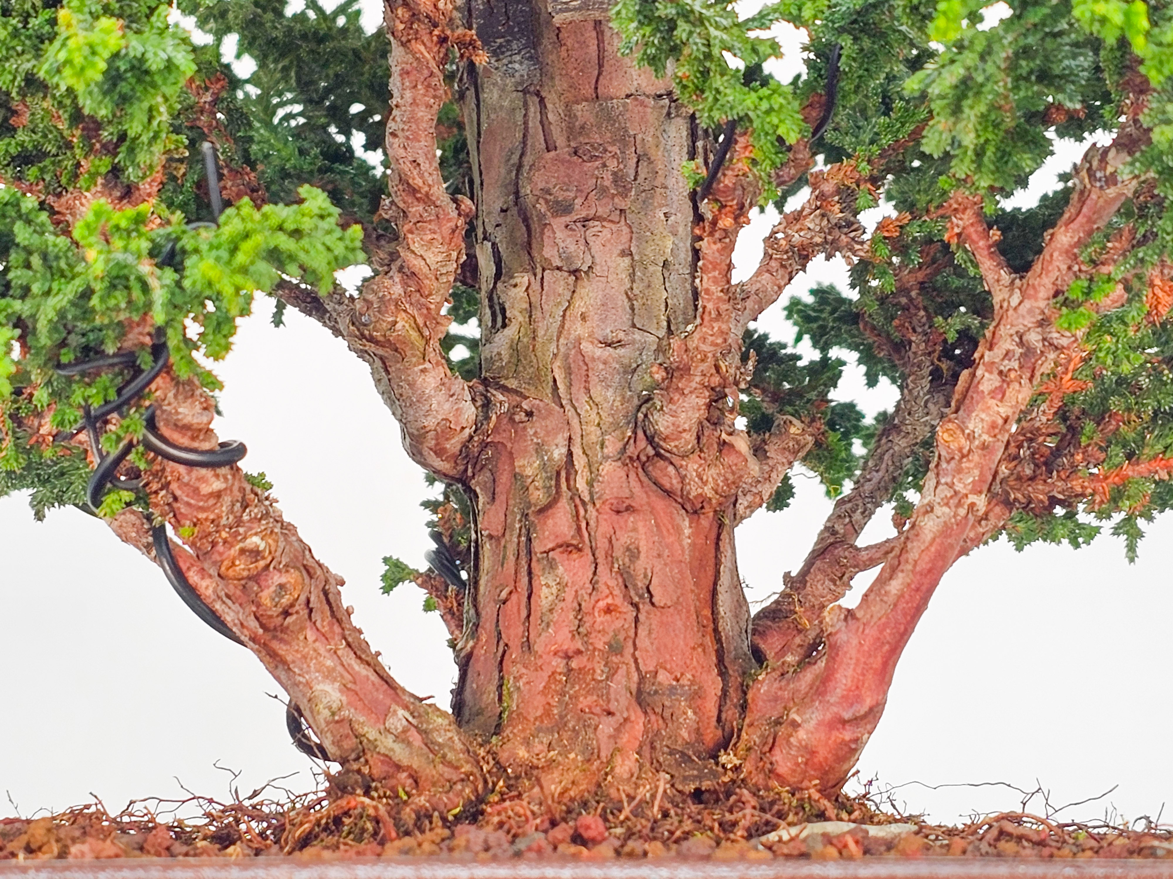Bonsai Chamaecyparis obtusa Sekka hinoki 27cm