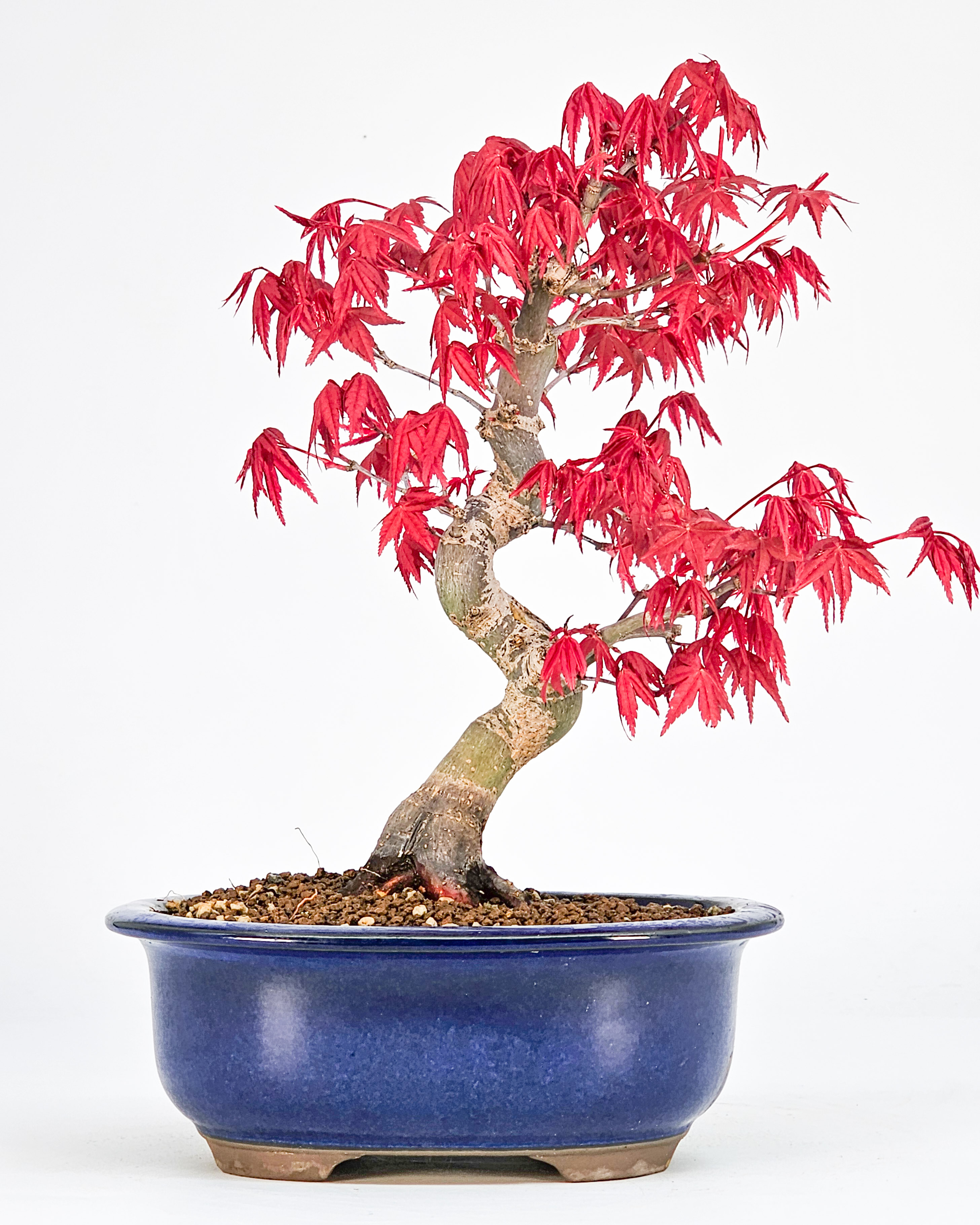 Bonsai Fächerahorn Acer palmatum Deshojo Shohin 20cm  