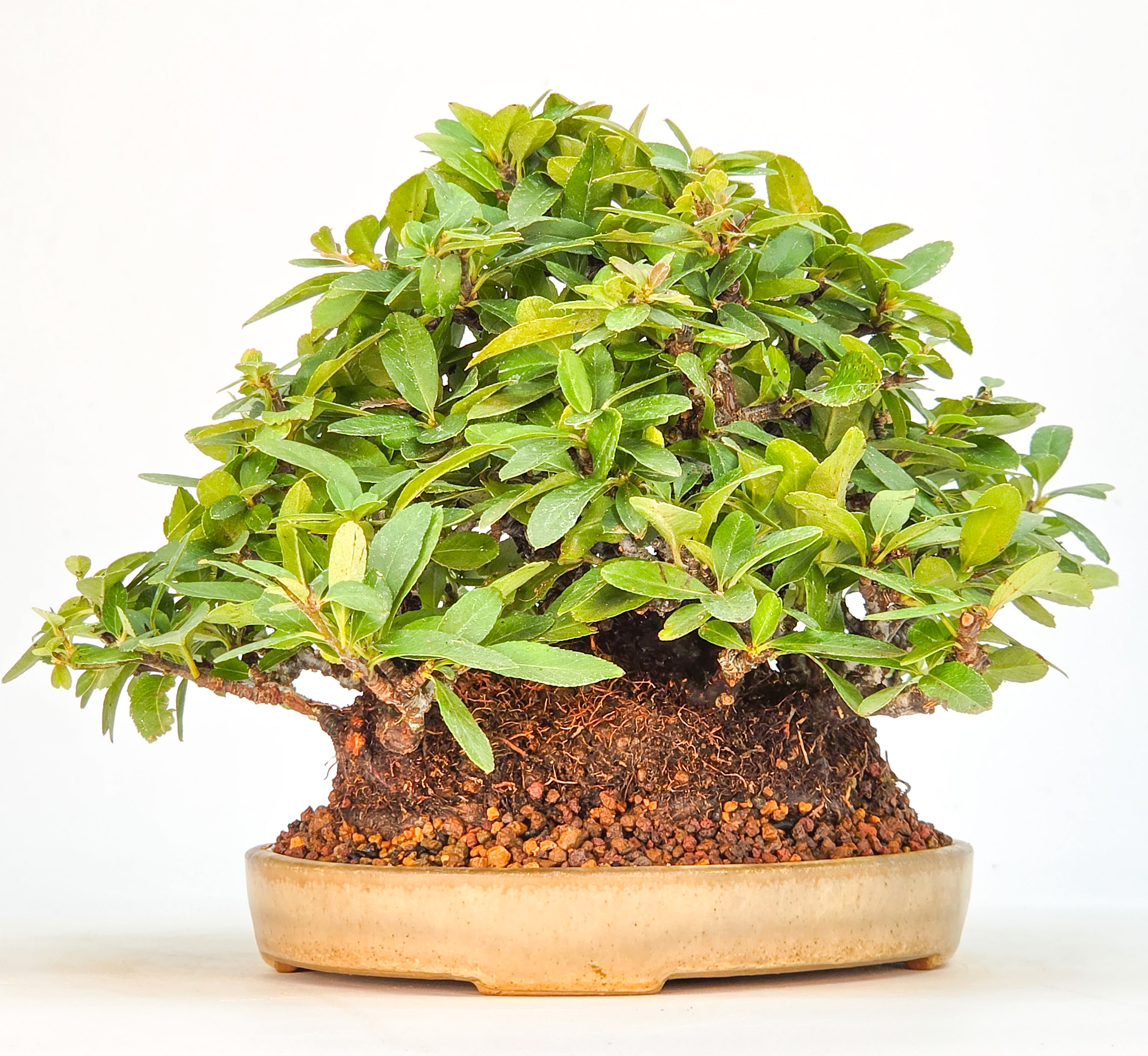 Bonsai Feuerdorn - Pyracantha Shohin 15cm Video!!
