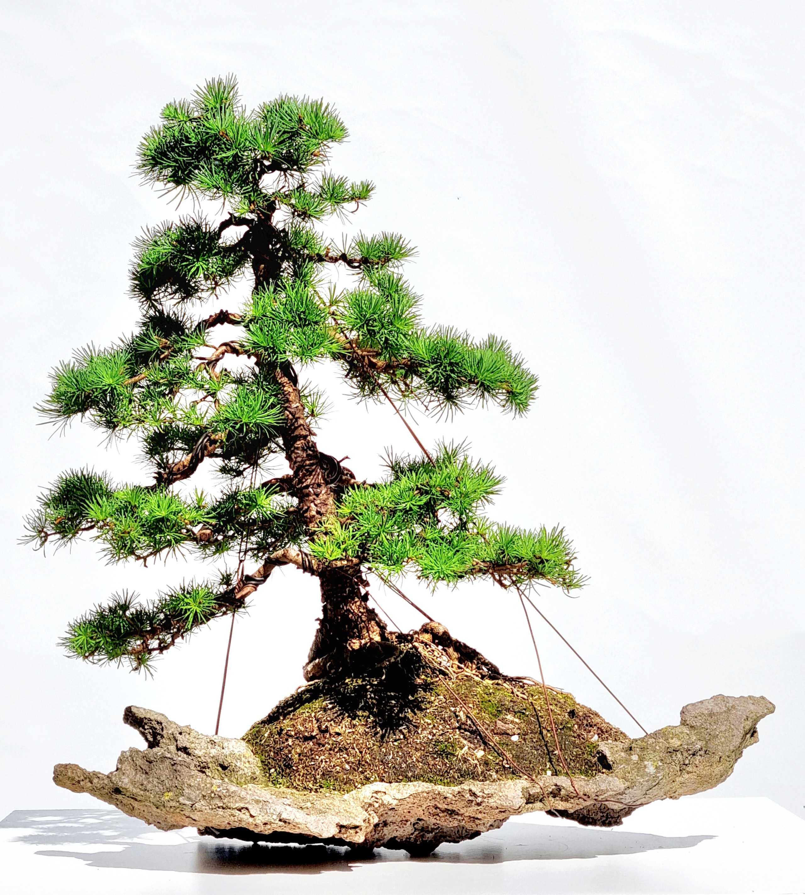 Bonsai Europäische Lärche - Larix decidua 54cm 