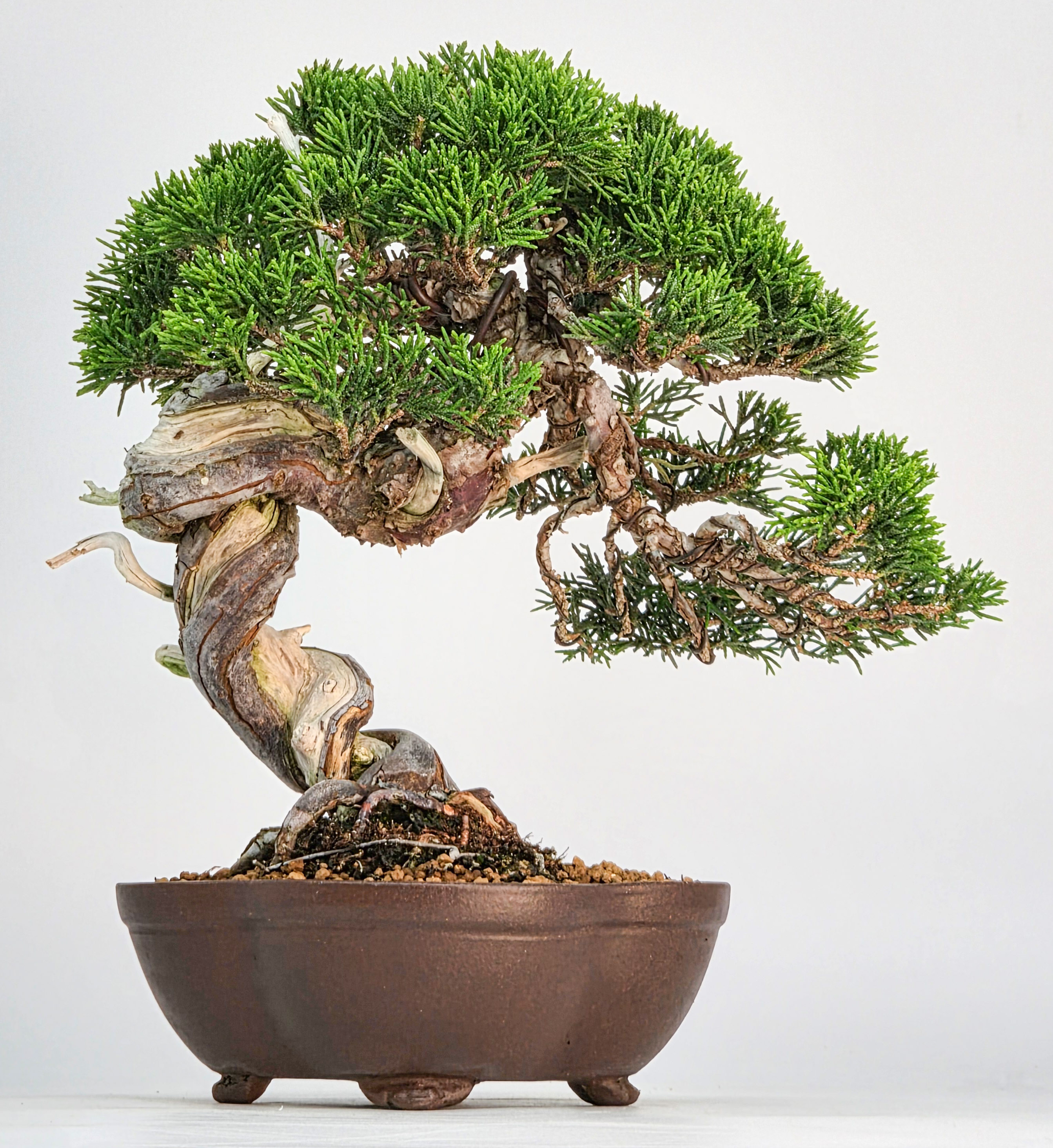 Bonsai Wacholder - Juniperus chinensis Shohin 21cm