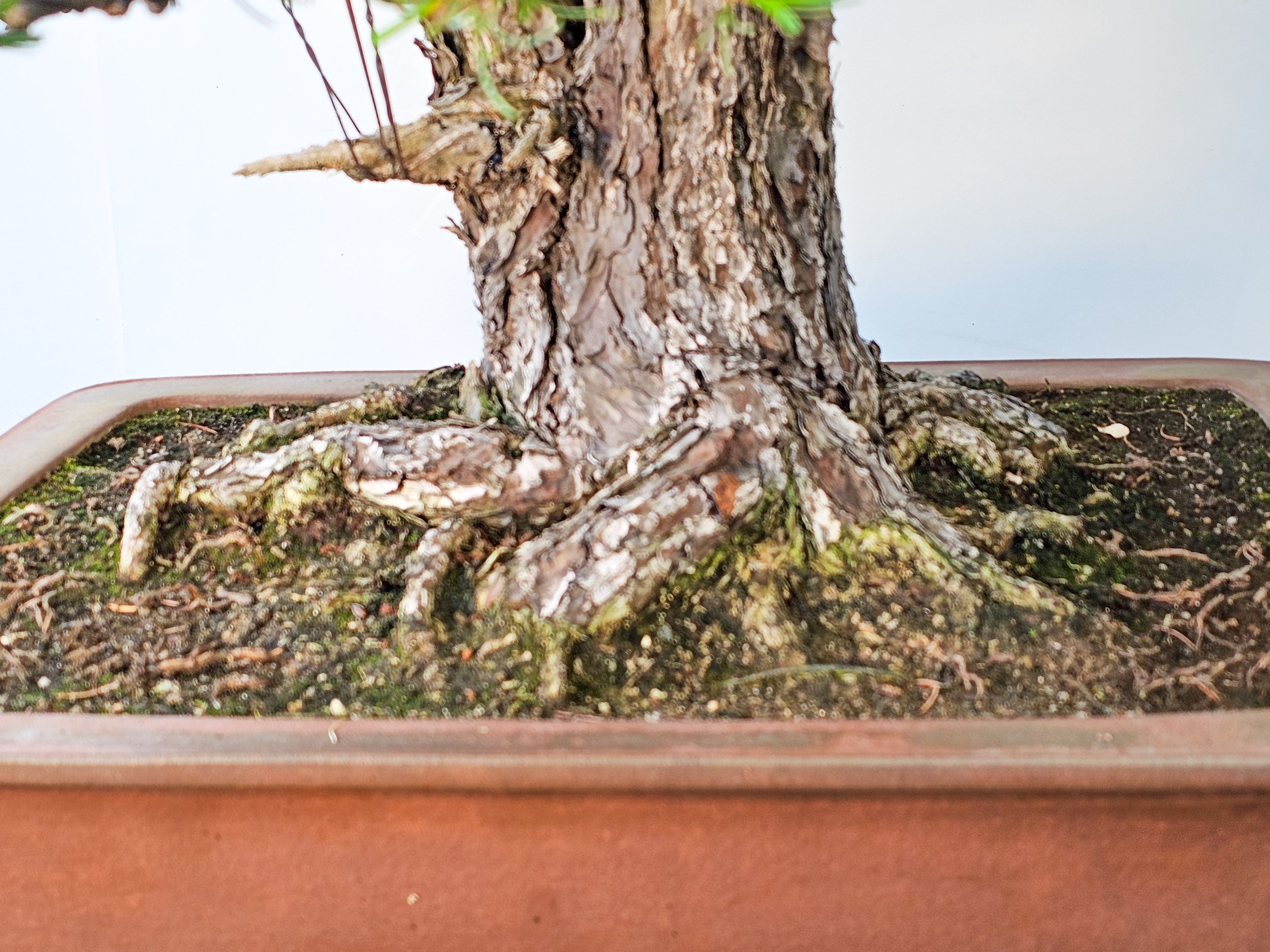 Bonsai Mädchenkiefer Pinus parviflora 93 cm Bonsai Mädchenkiefer Pinus parviflora 93 cm