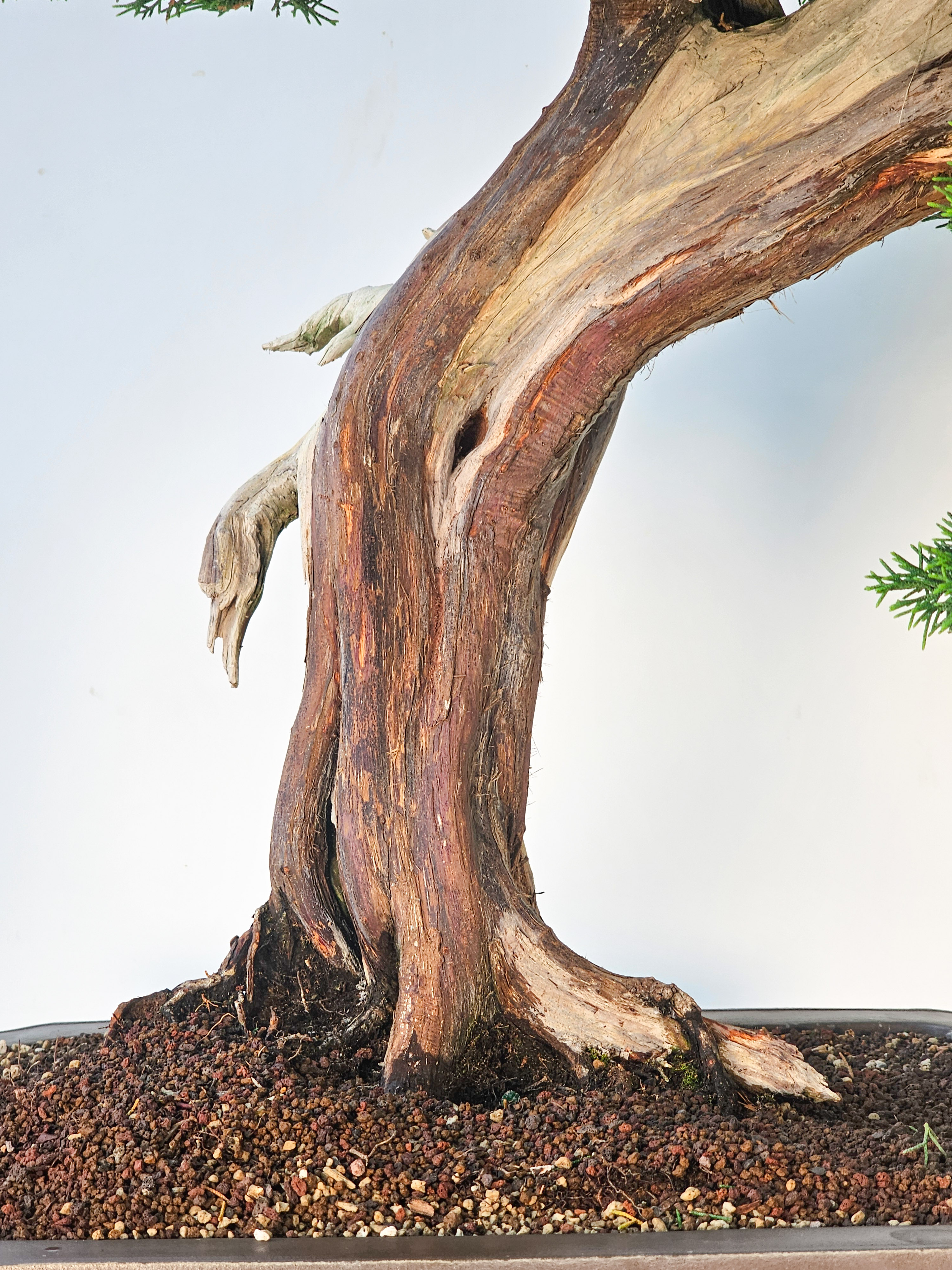 Bonsai Wacholder Juniperus chinensis shimpaku 66 cm Video!!