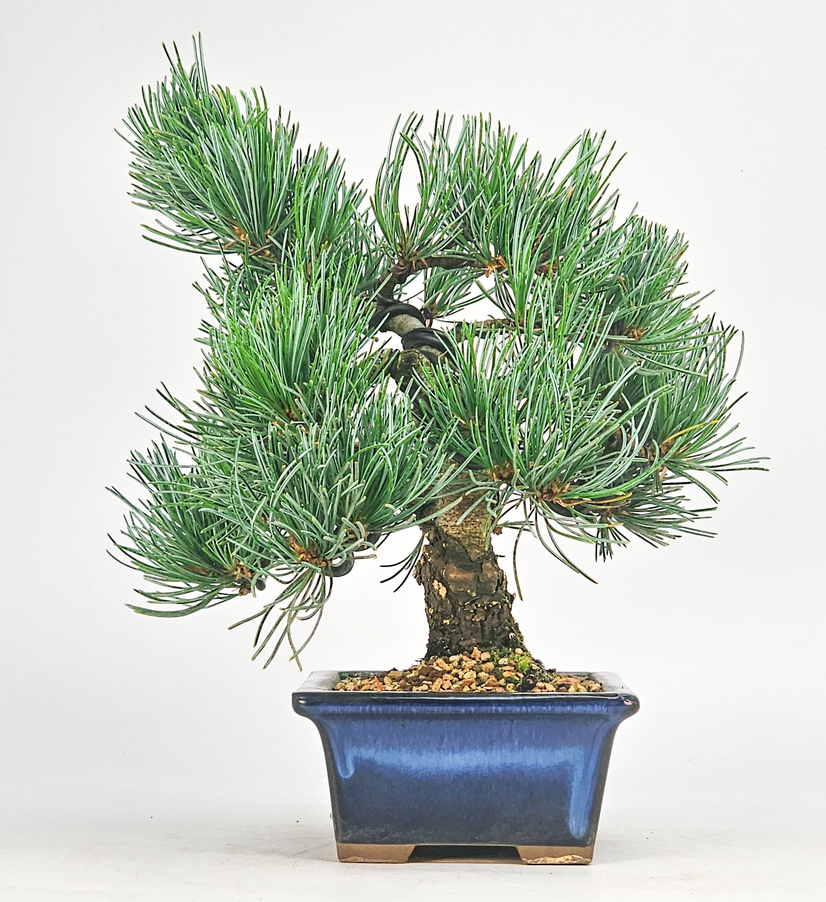Bonsai Pinus parviflora - Mädchenkiefer Shohin 20cm 