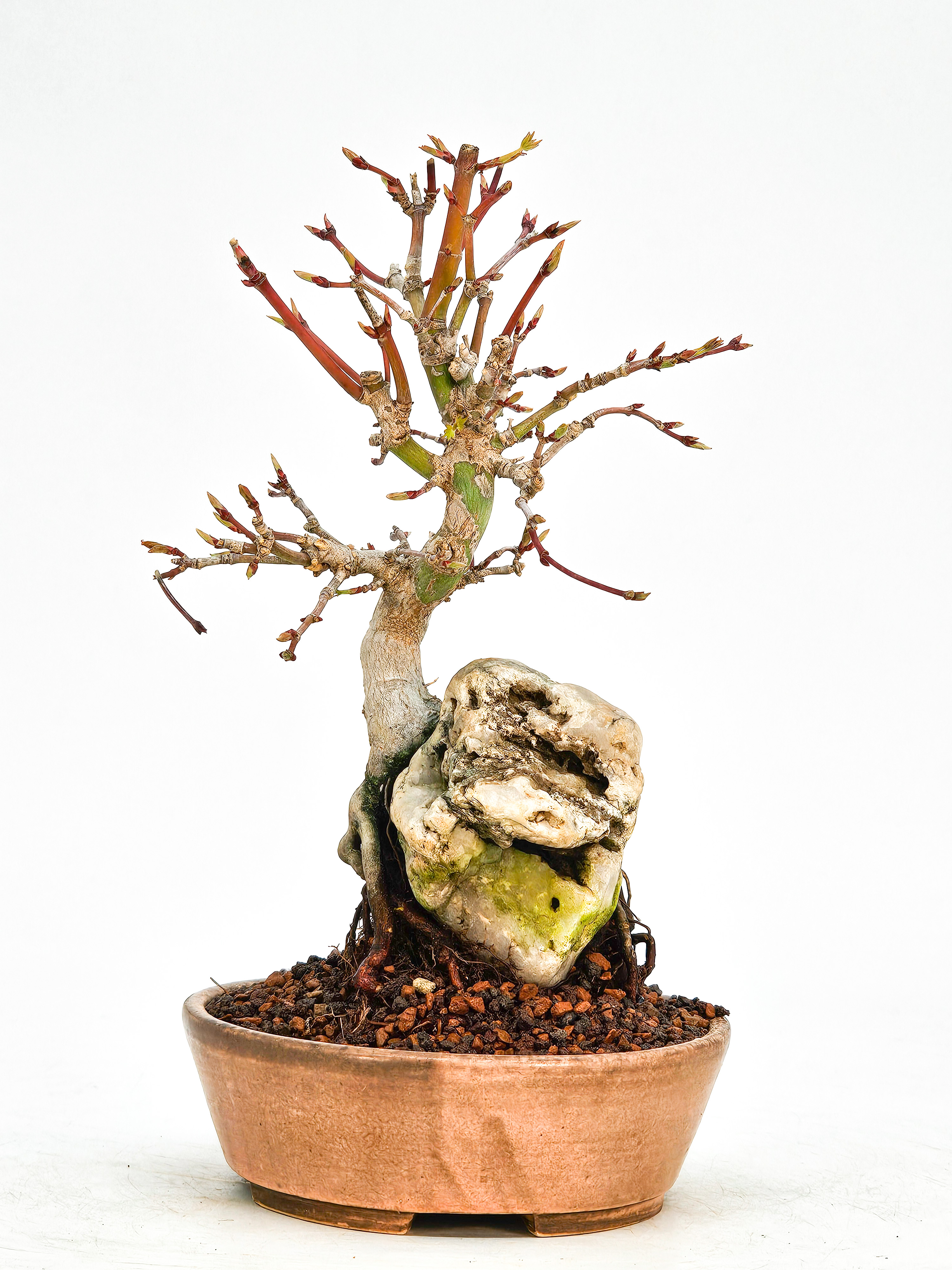 Bonsai Fächerahorn Acer Palmatum Shohin 17cm  
