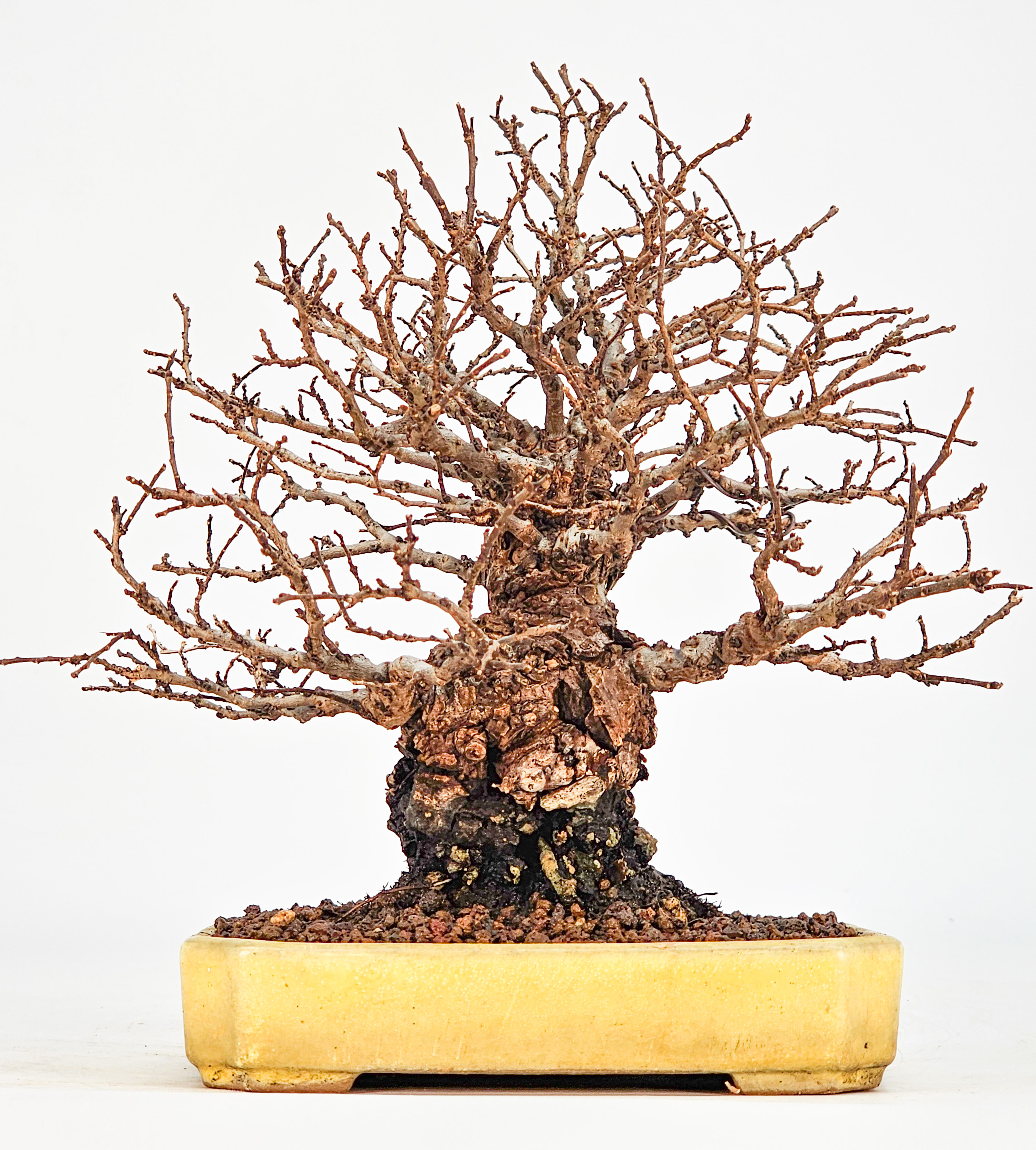 Bonsai Japanische Ulme - Ulmus parvifolia Shohin 17cm
