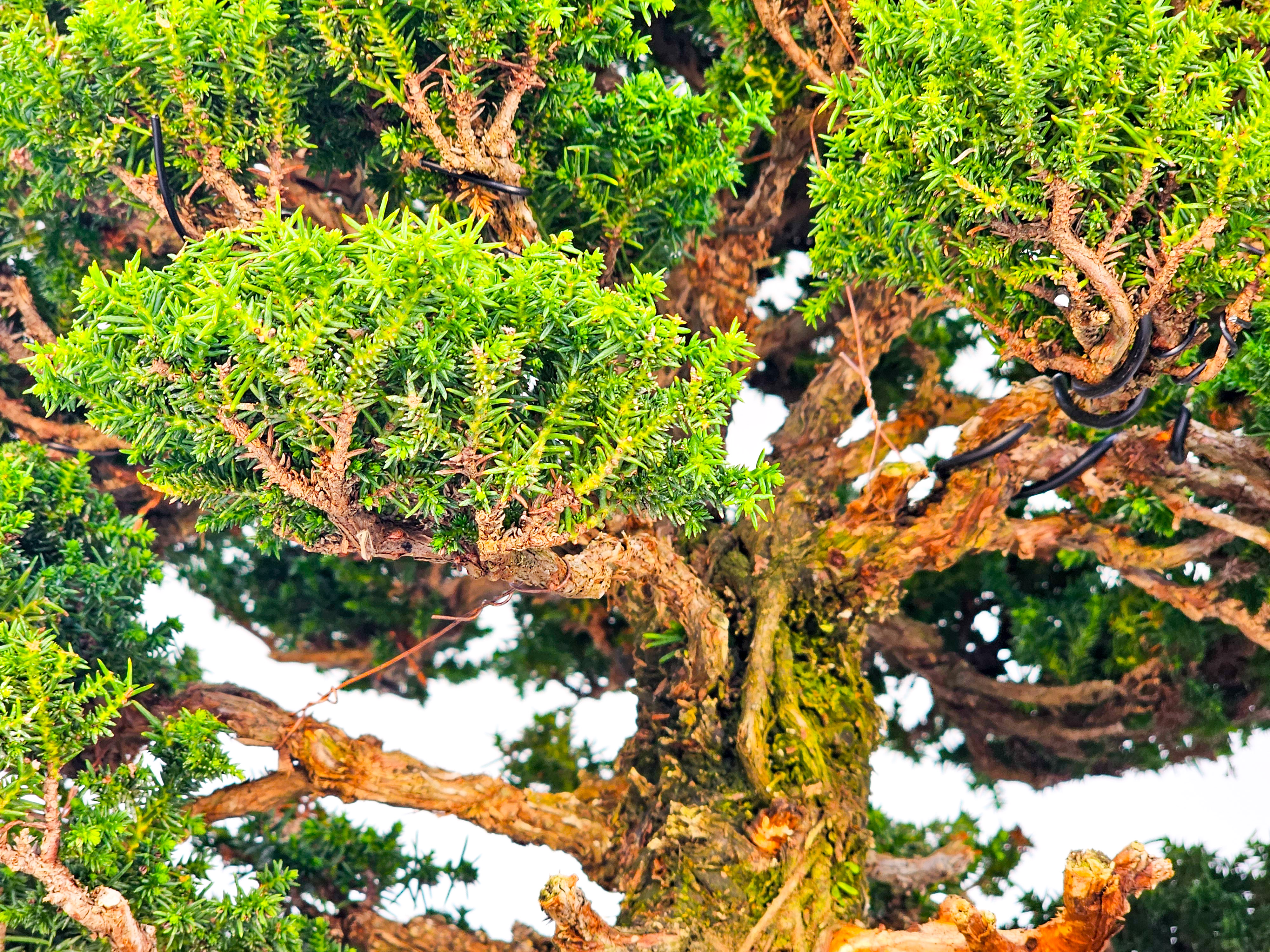 Bonsai Sicheltanne Cryptomeria Japonica 33cm Bonsai Sicheltanne Cryptomeria Japonica 33cm