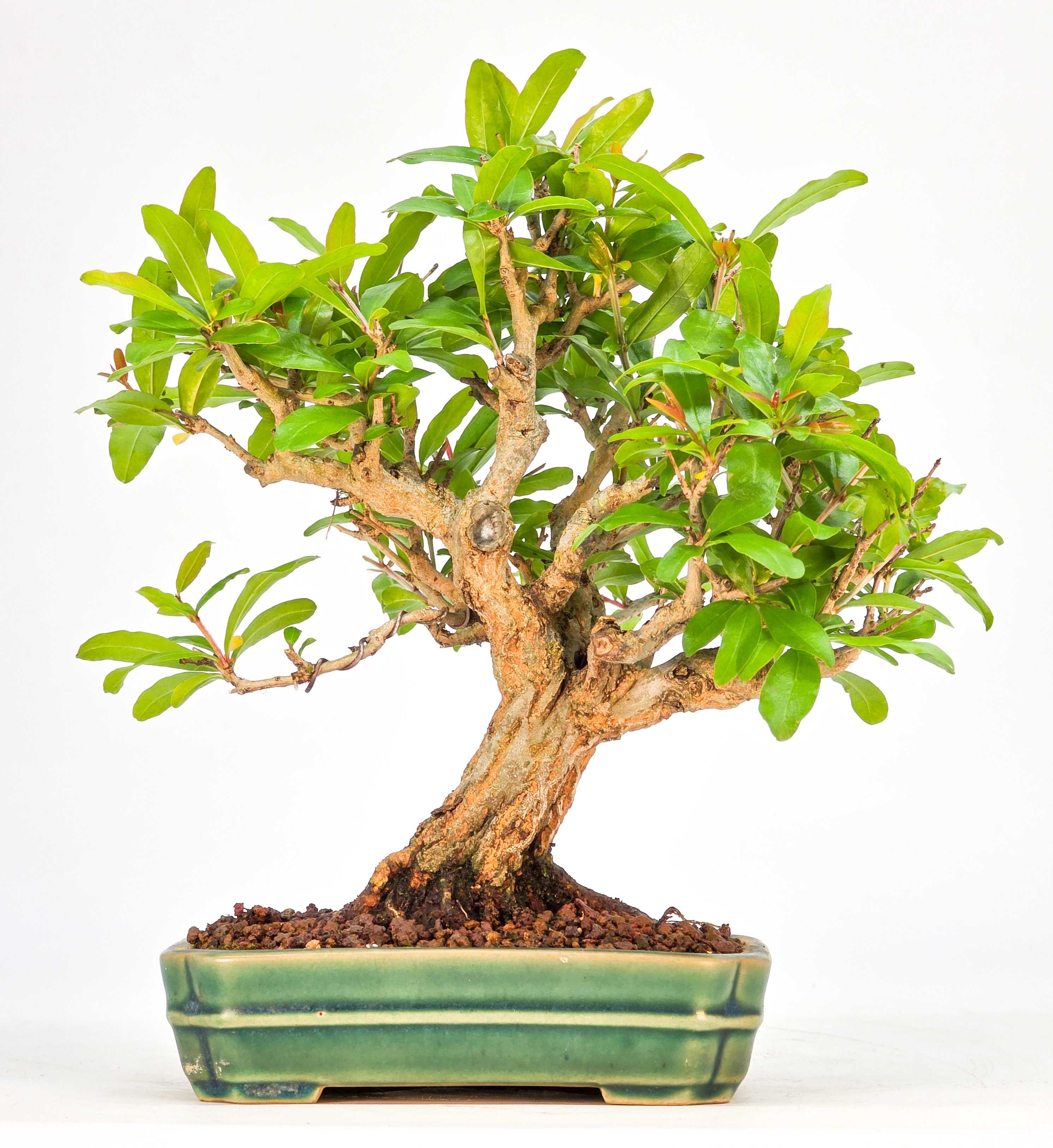 Bonsai Granatapfel - Punica granatum Shohin 15cm 