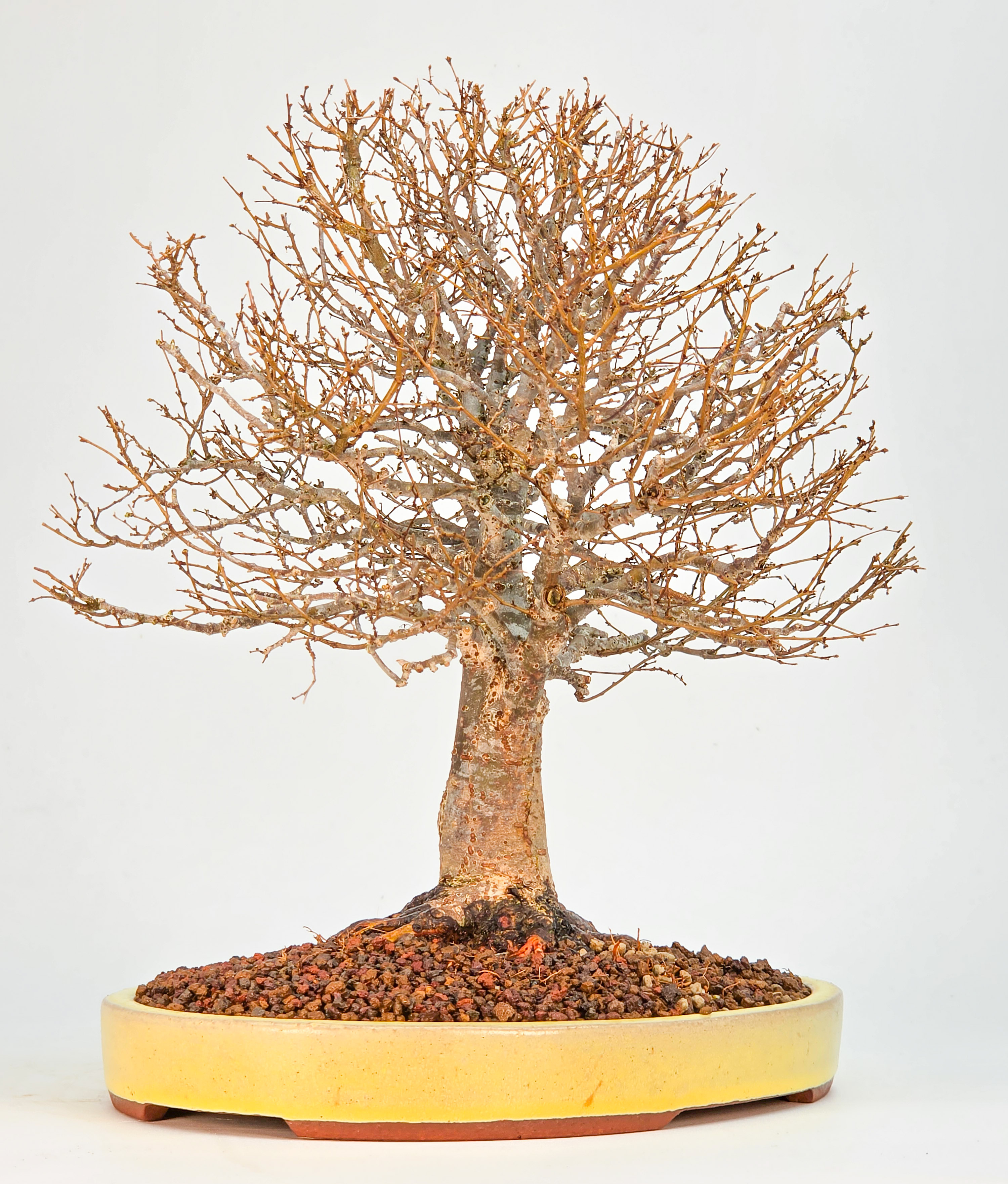 Bonsai Premium Zelkova serrata Shohin 25cm Video!!