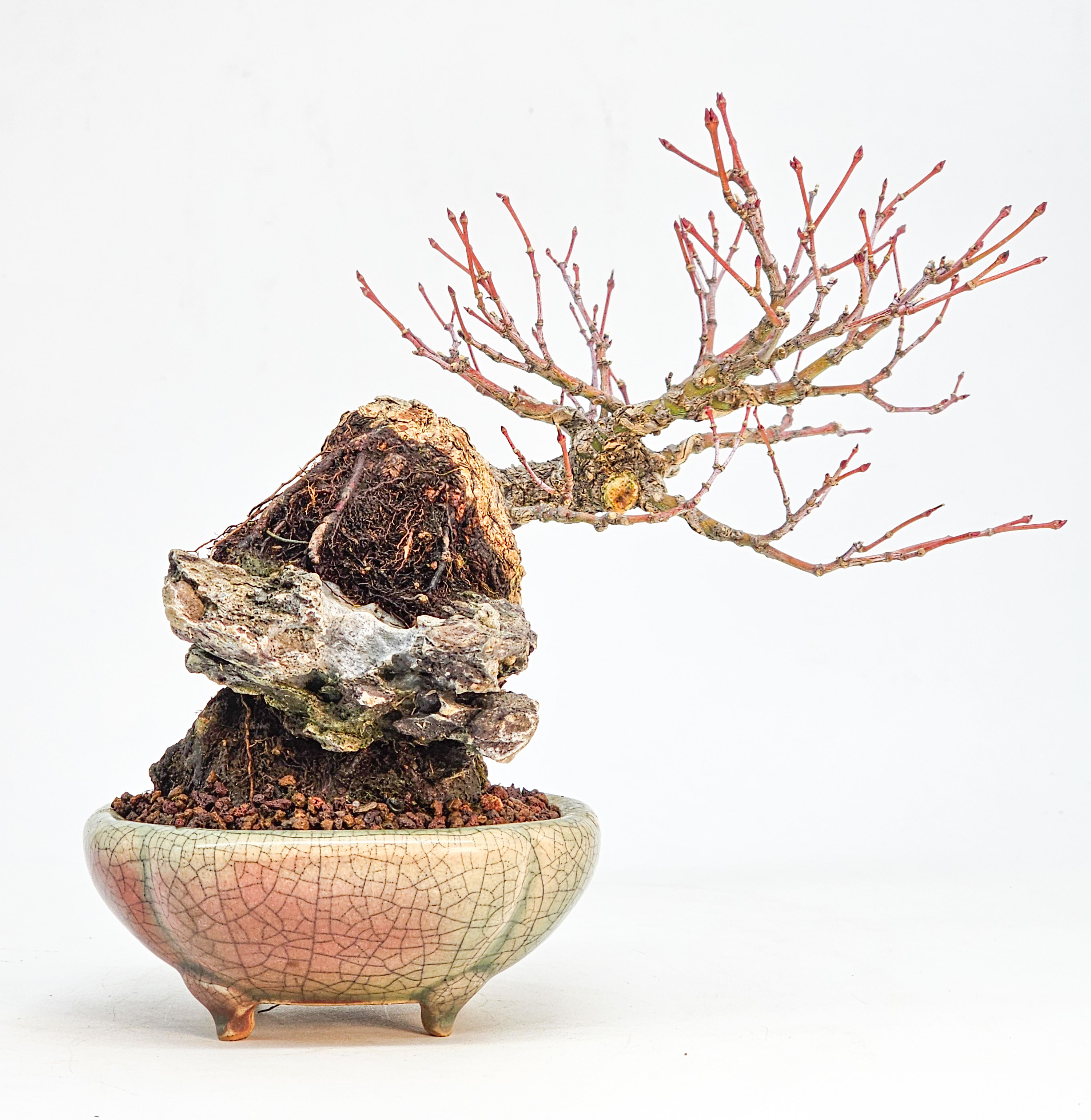 Bonsai Premium Fächerahorn - Acer palmatum Arakawa Ishizuki Shohin 16cm