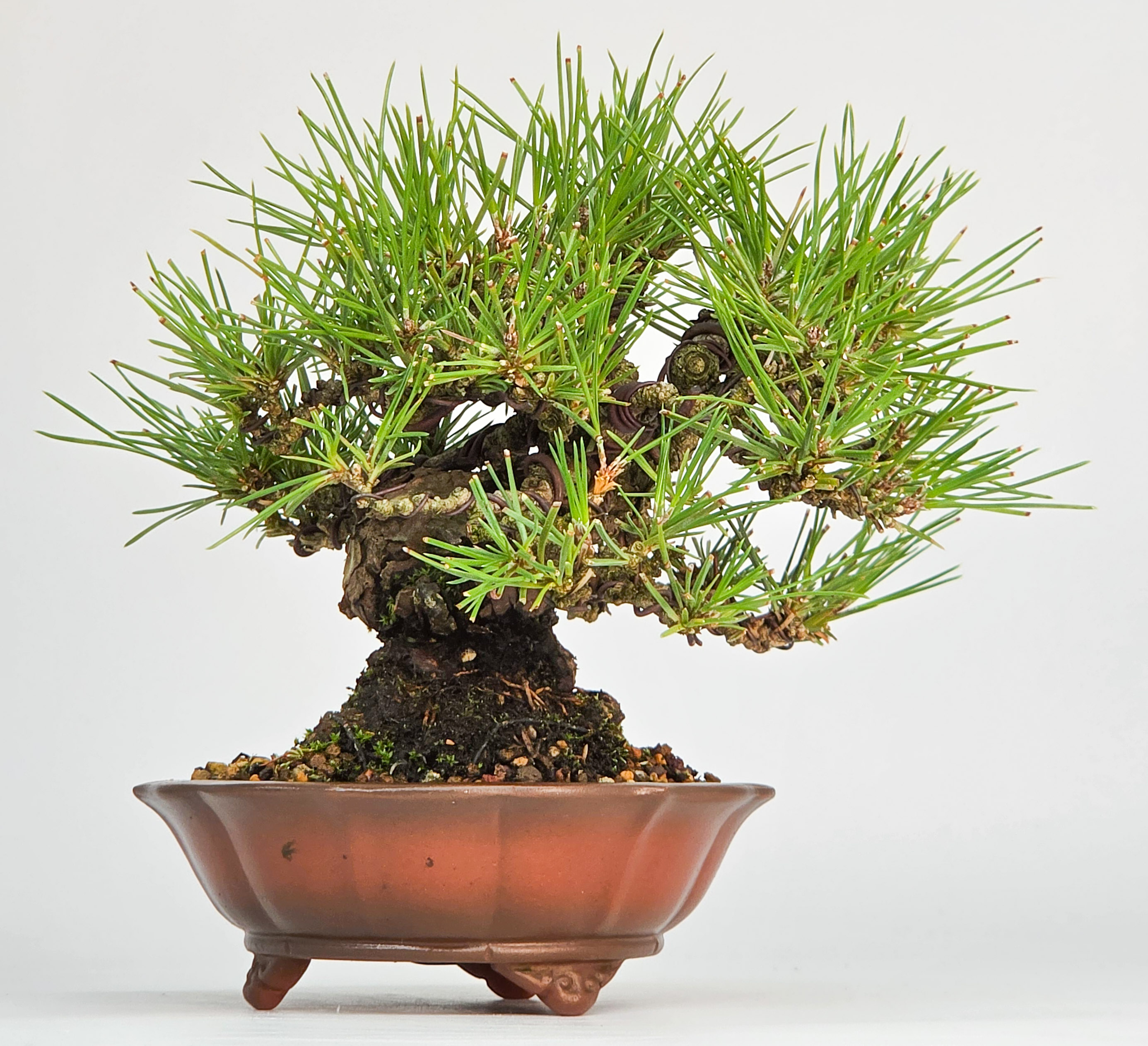 Bonsai Schwarzkiefer - Pinus thunbergii Shohin 13cm
