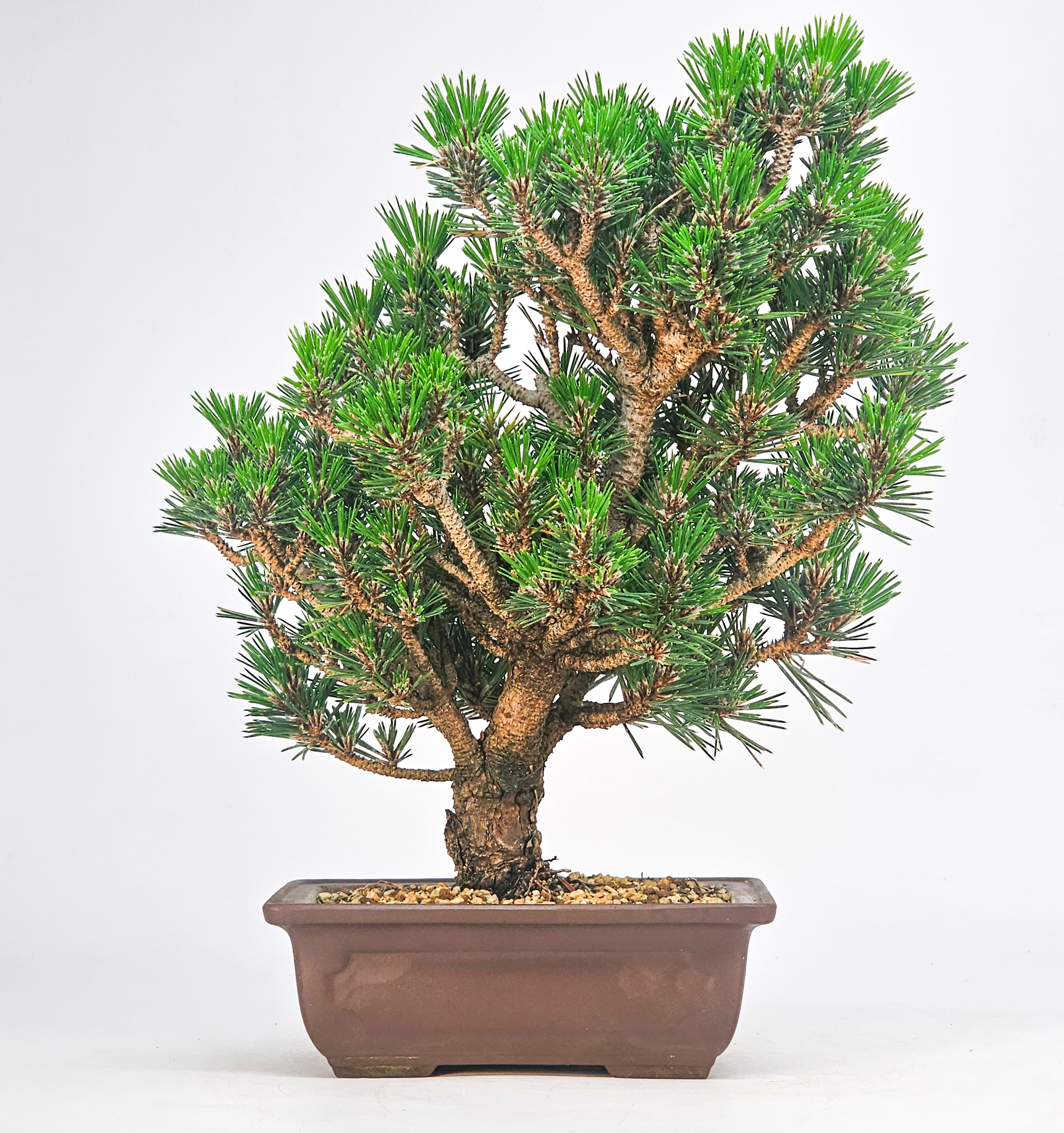 Bonsai Schwarzkiefer - Pinus thunbergii 26cm