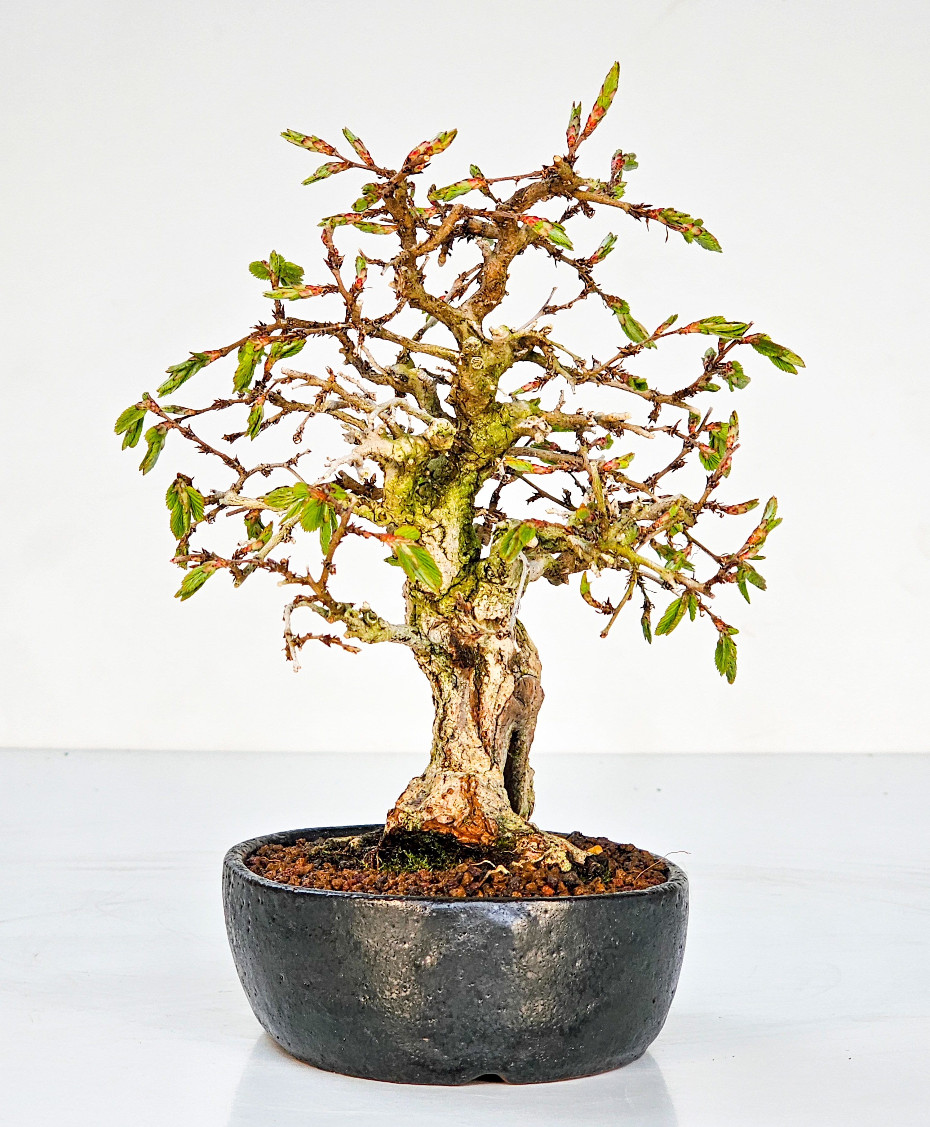 Bonsai Koreanische Hainbuche Carpinus coreana 17cm
