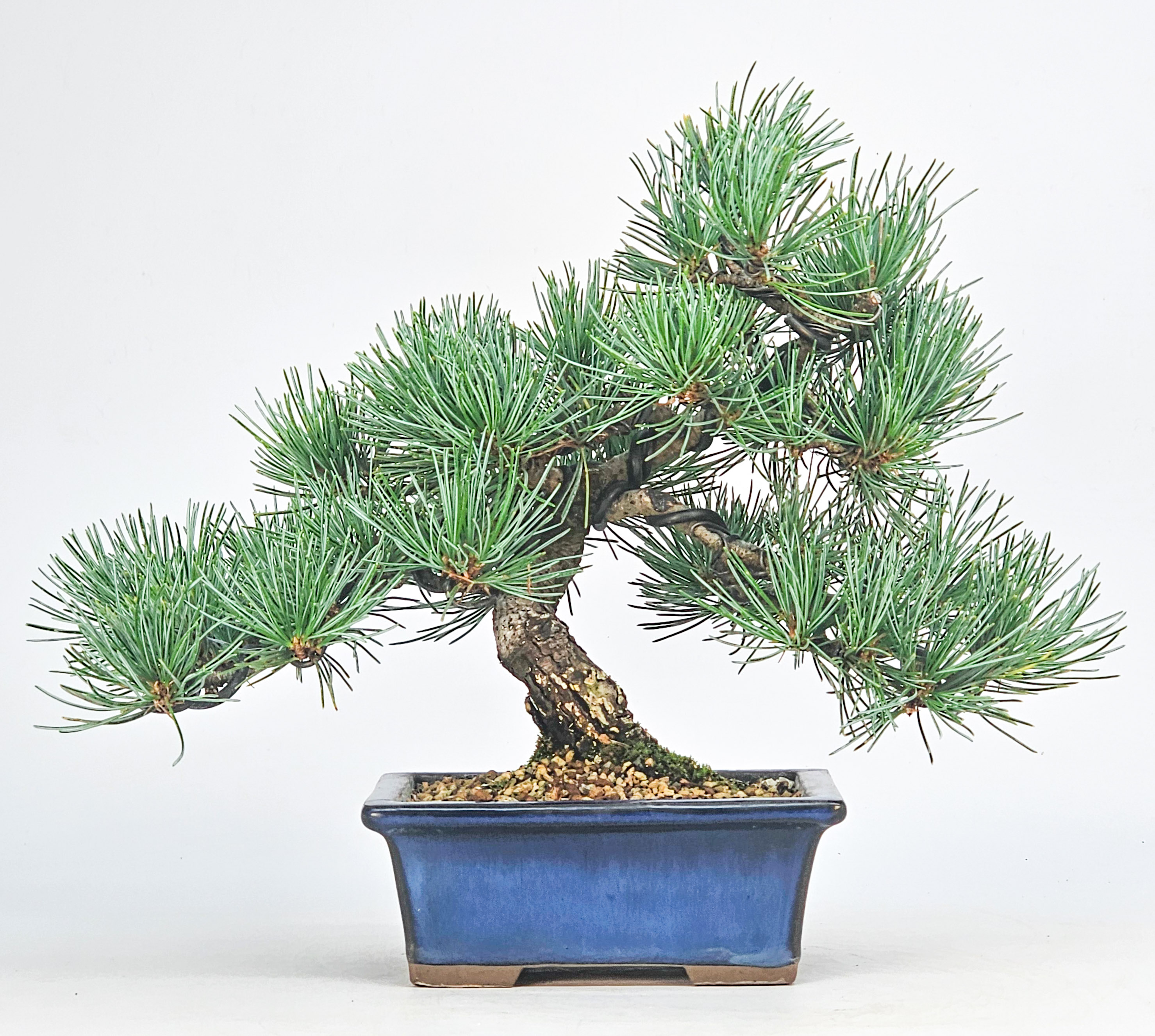 Bonsai Pinus parviflora - Mädchenkiefer Shohin 16,5cm