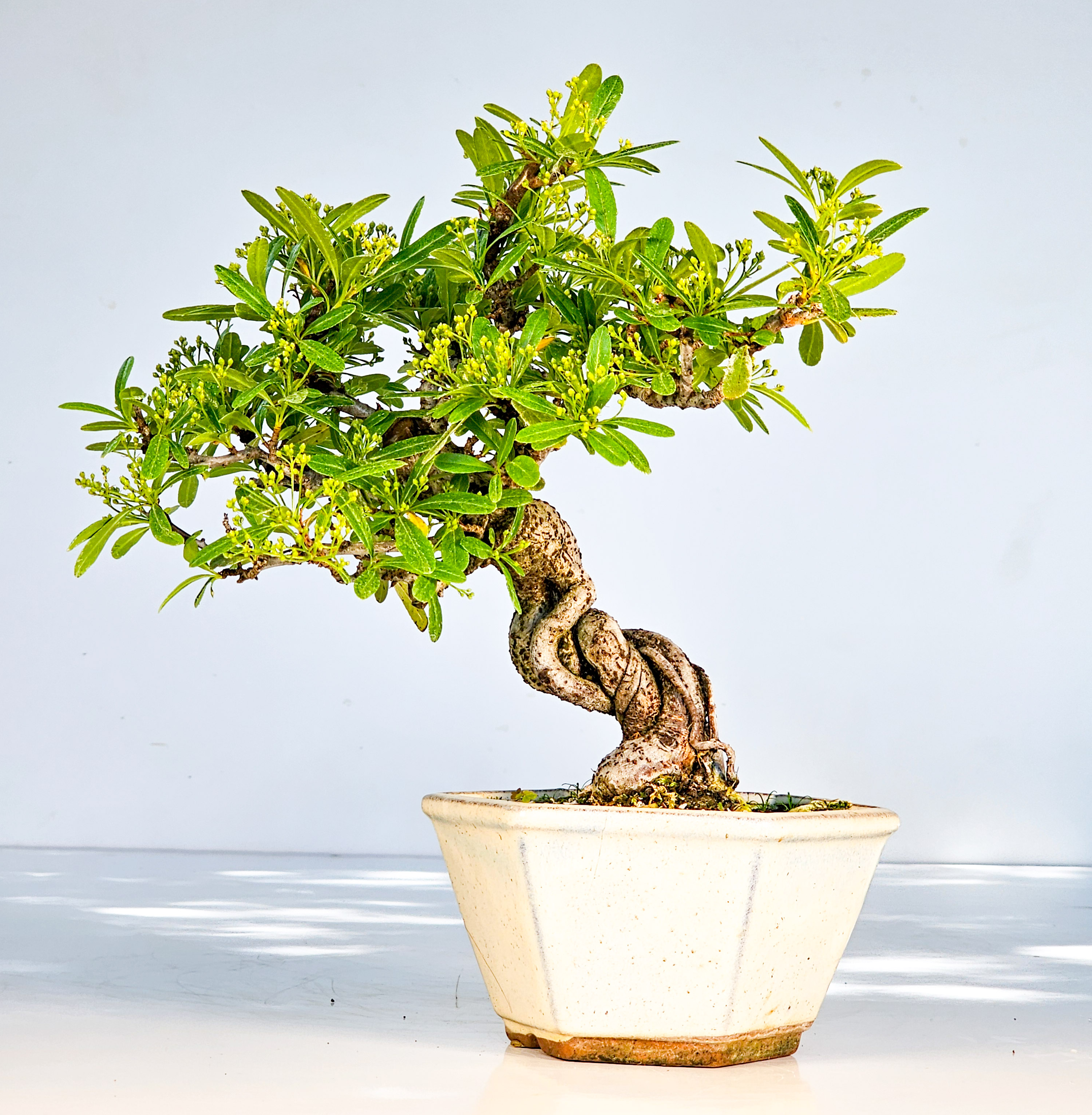 Bonsai Pyracantha - Feuerdorn Shohin 21cm 