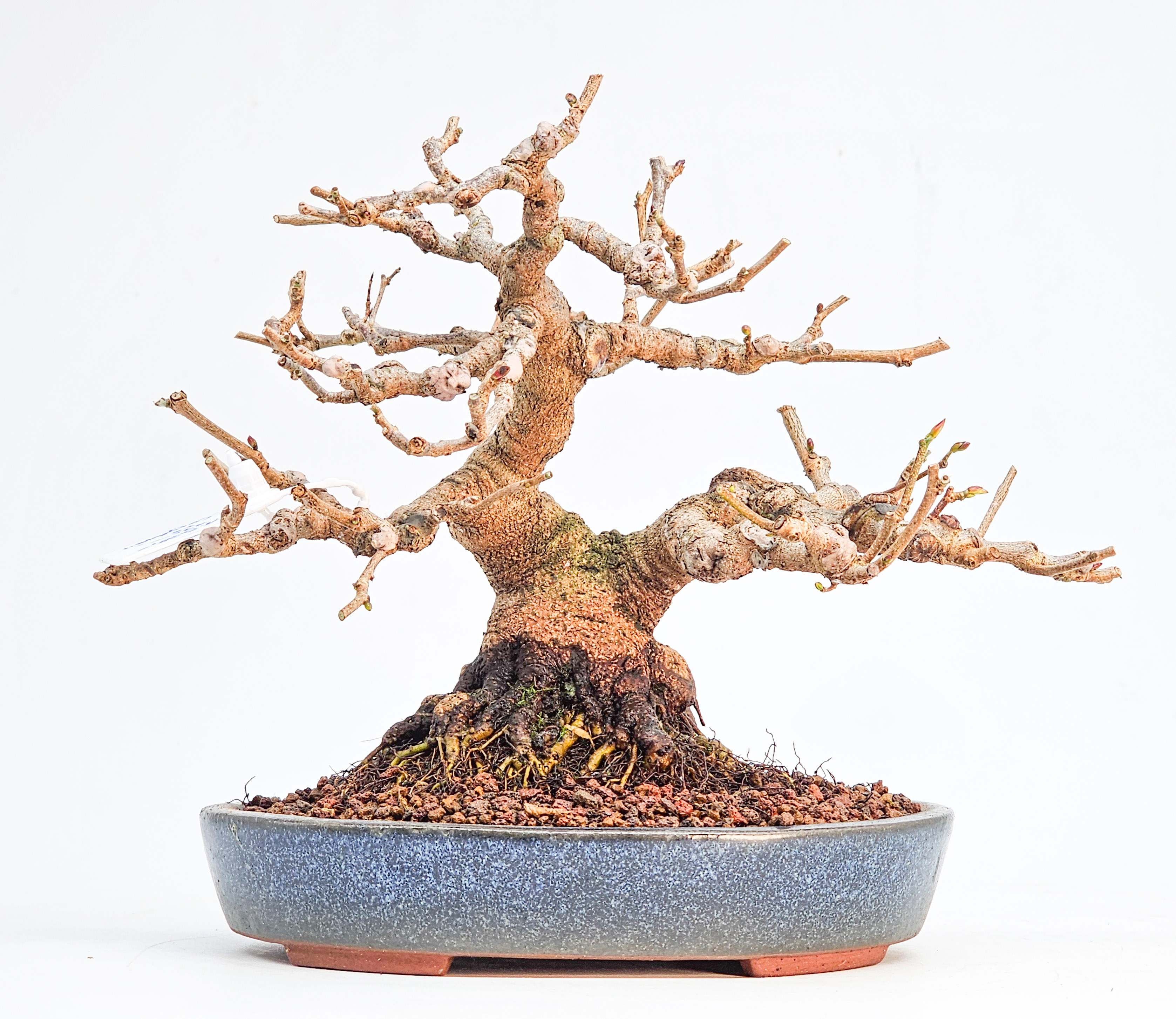 Bonsai Premium Scheinhasel - Corylopsis spicata Shohin 17cm