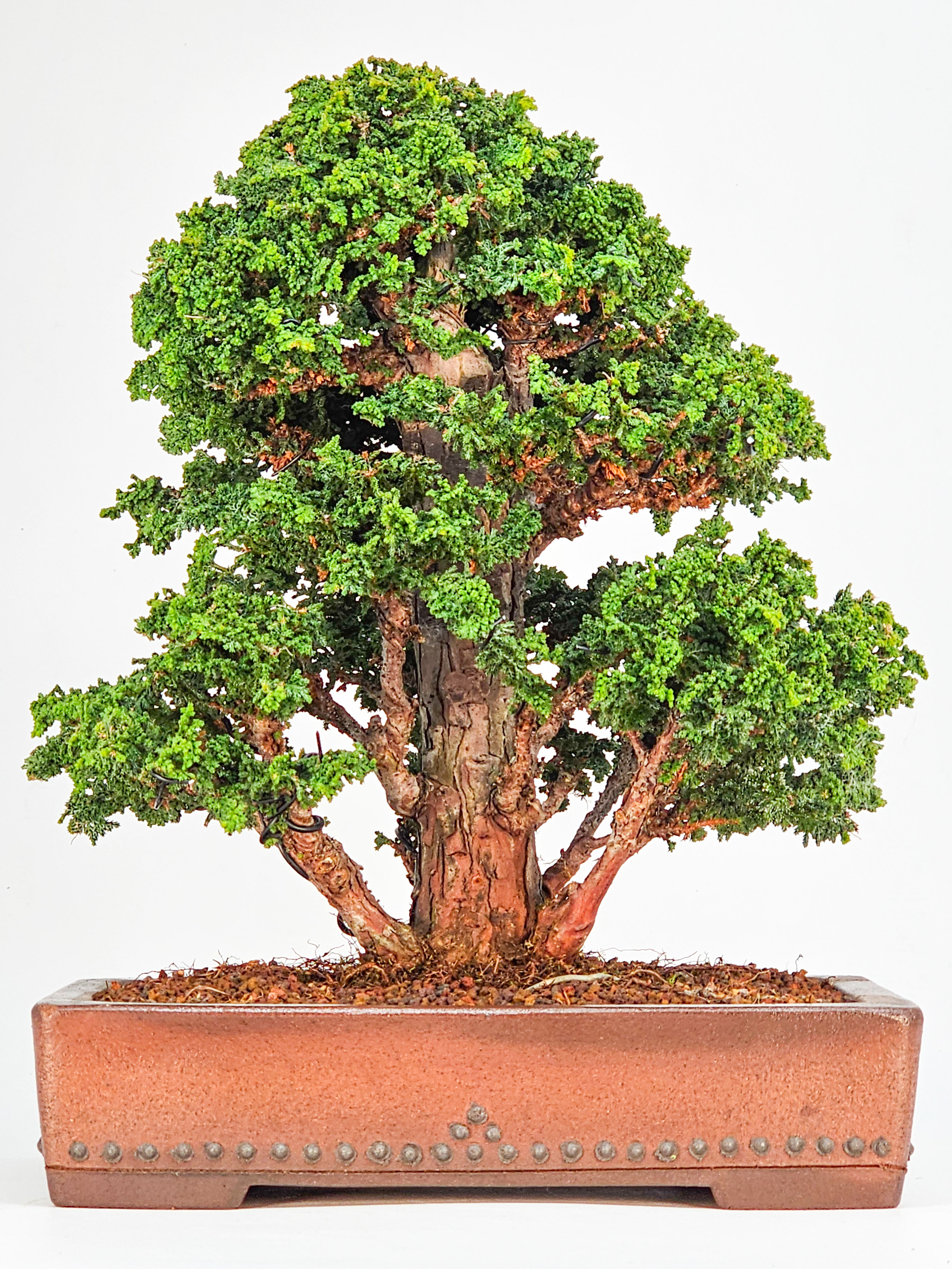 Bonsai Chamaecyparis obtusa Sekka hinoki 27cm
