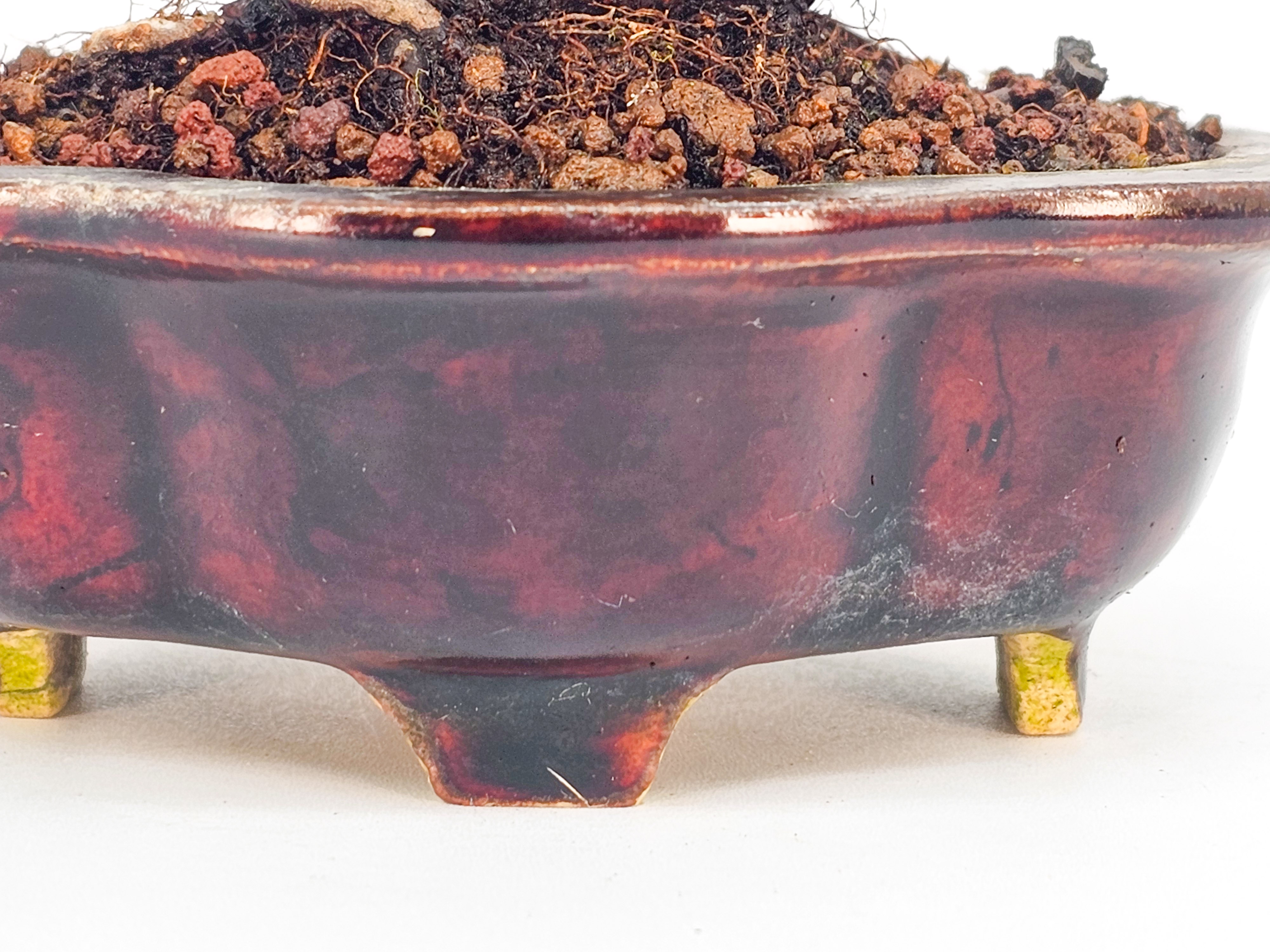 Bonsai Apfel - Malus Shohin 11cm