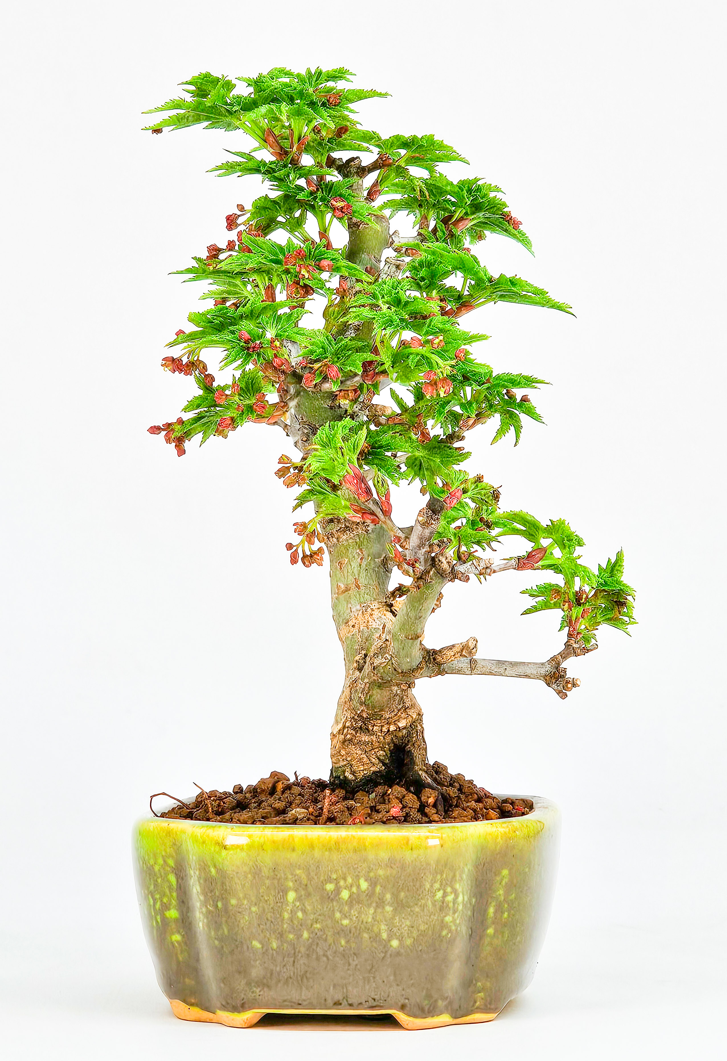 Bonsai Löwenkopfahorn- Acer palmatum Shishigashira Shohin 13cm  