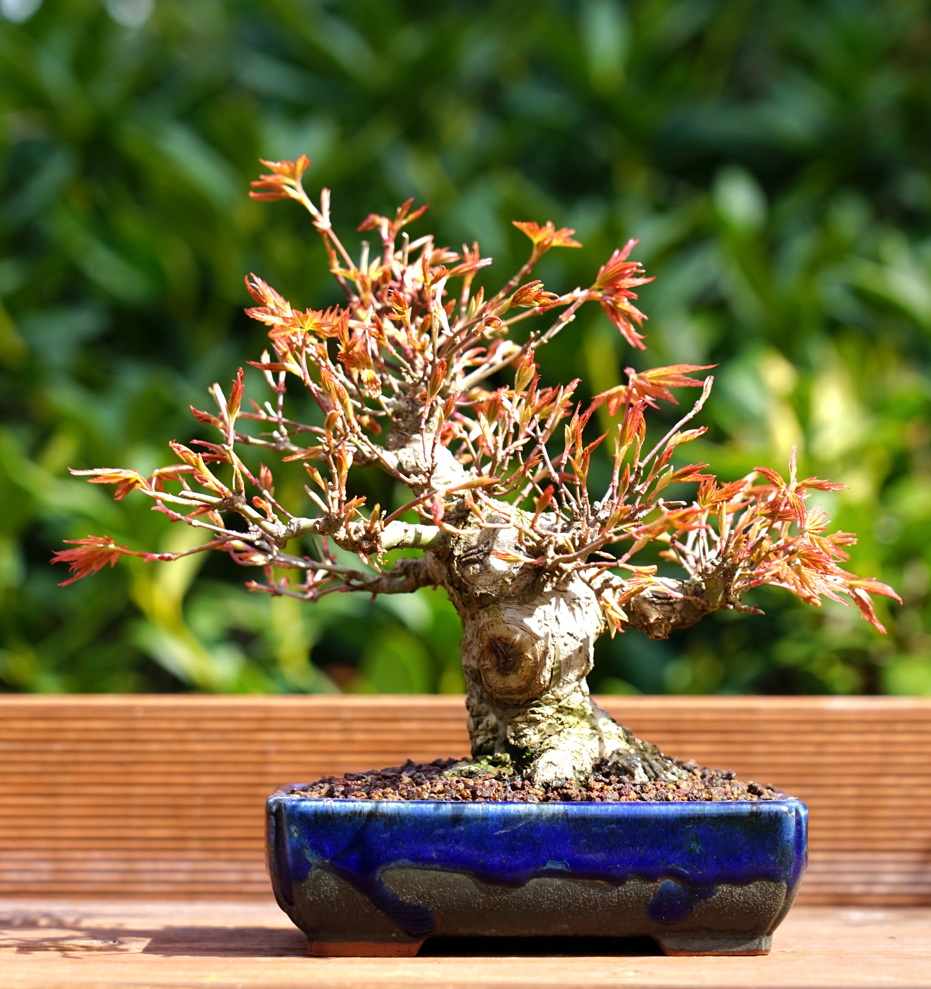 Bonsai Fächerahorn Acer Palmatum Yamamomiji Shohin 16cm 