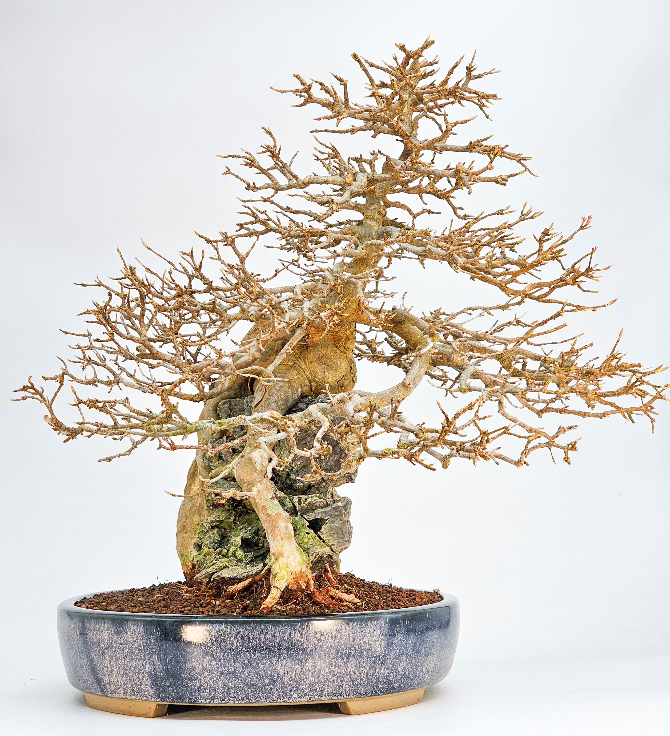 Bonsai Dreispitzahorn  - Acer buergerianum Ishizuki 37cm