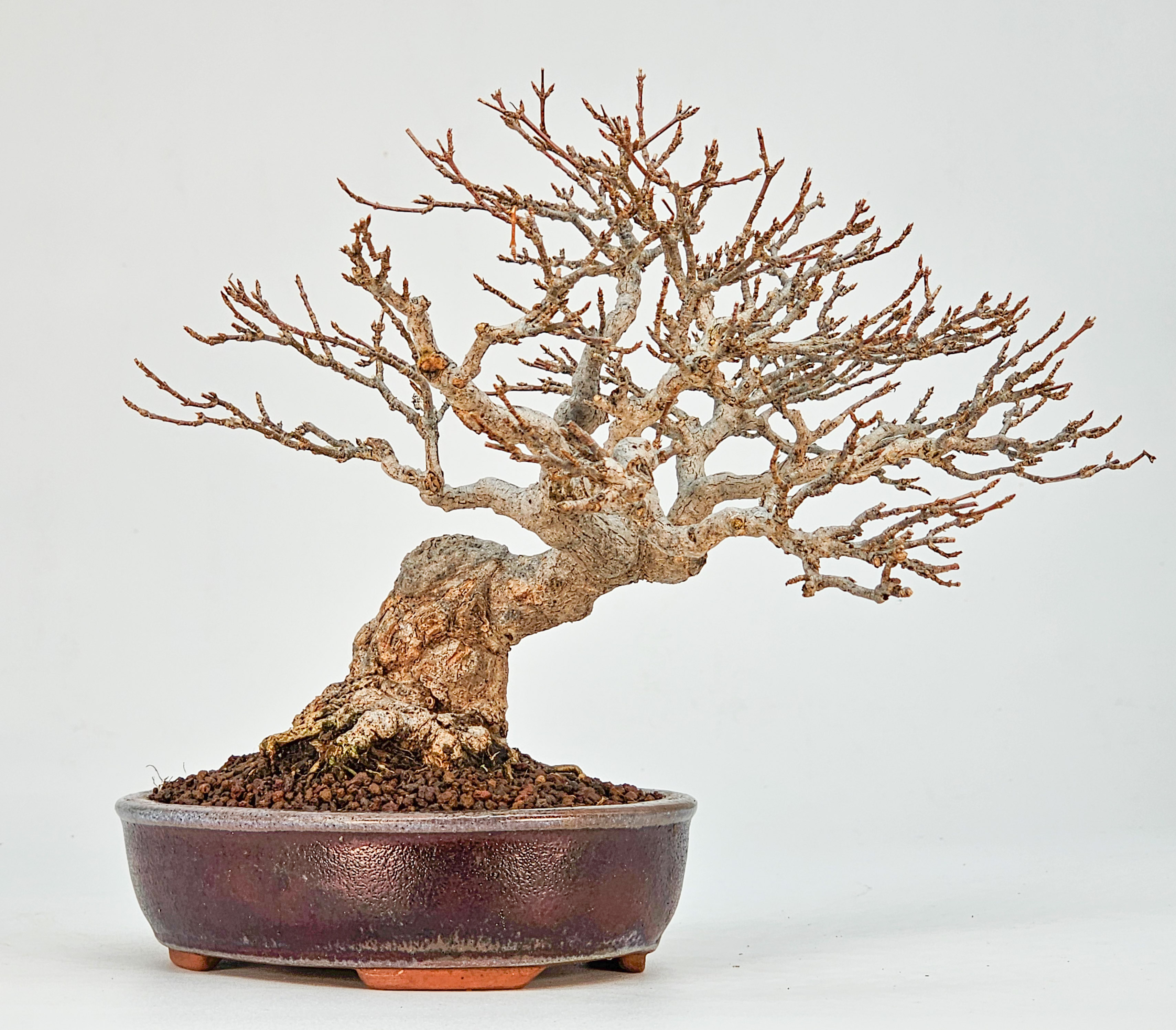 Bonsai Dreispitzahorn - Acer buergerianum Shohin 16cm