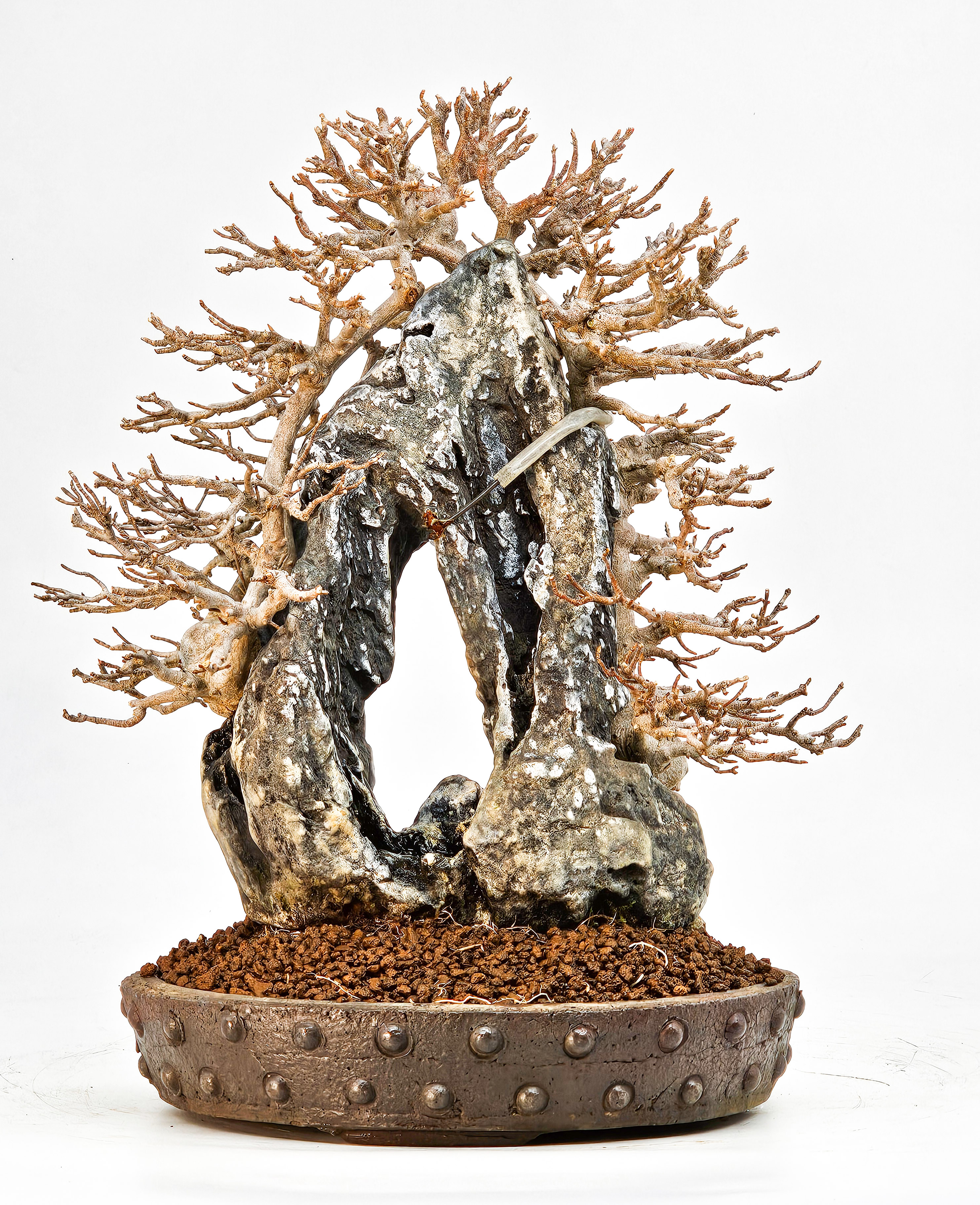 Bonsai Dreispitzahorn - Acer buergerianum Ishizuki 26,5cm - Video!! Bonsai Dreispitzahorn - Acer buergerianum Ishizuki 26,5cm - Video!!