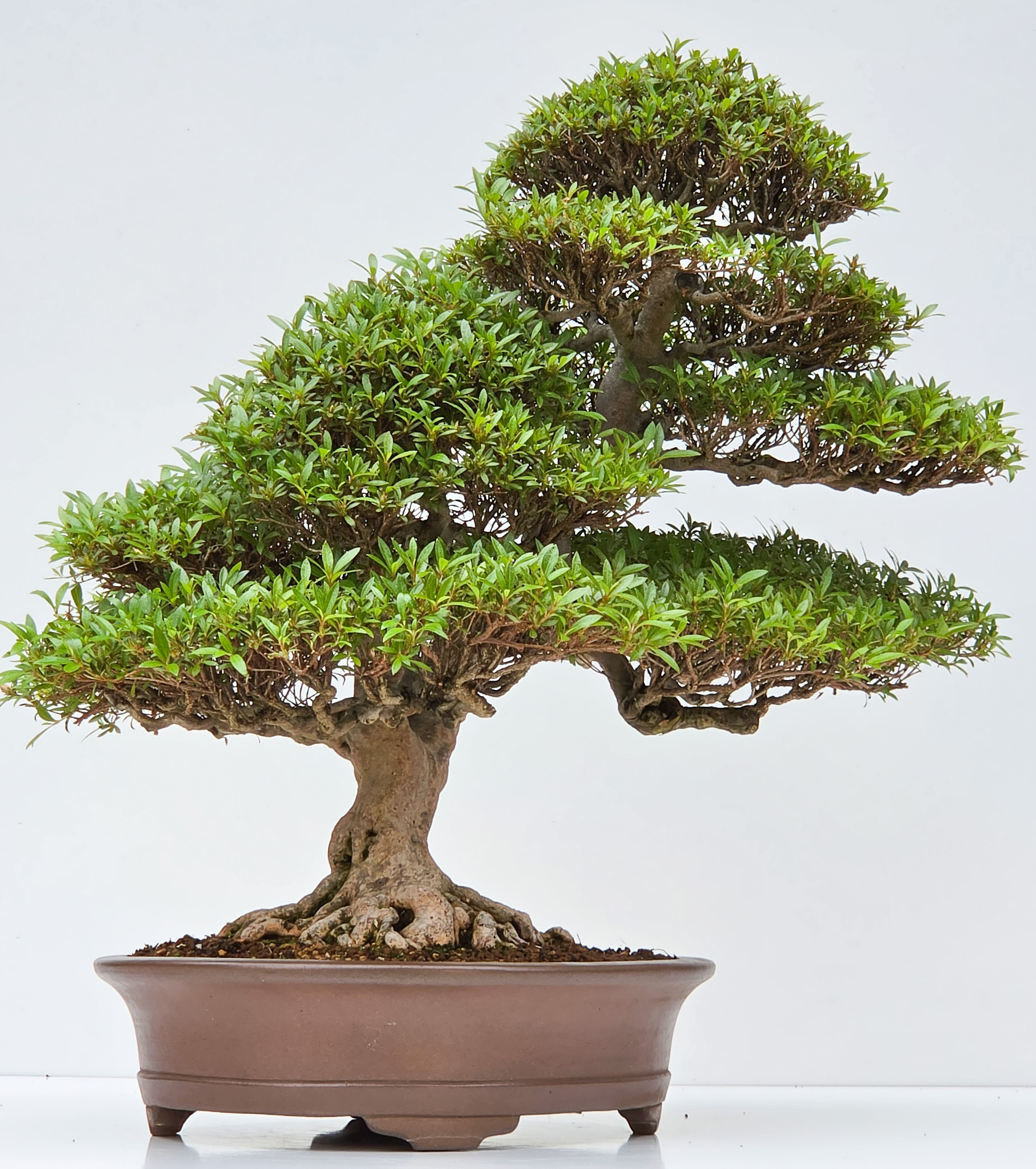 Bonsai Premium Azalee -  Rhododendron indicum kinsai 60cm